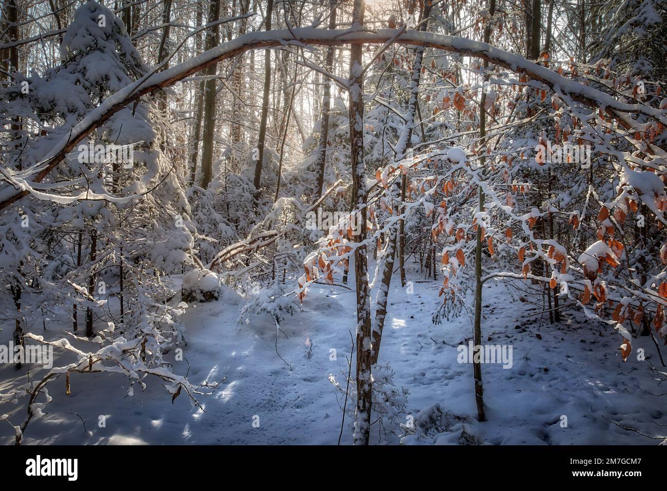 DE - BAVIÈRE : hiver dans la forêt de Farchet à Bad Toelz, Oberbayern Banque D'Images