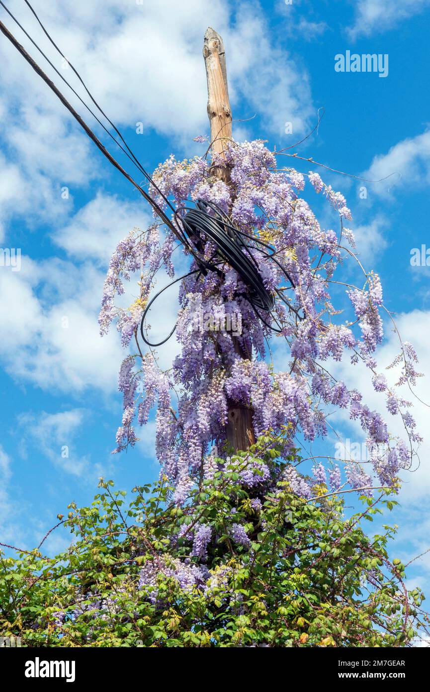 Une wisteria chinoise, monte un poteau utilitaire à Porto Cristo, Majorque. Banque D'Images