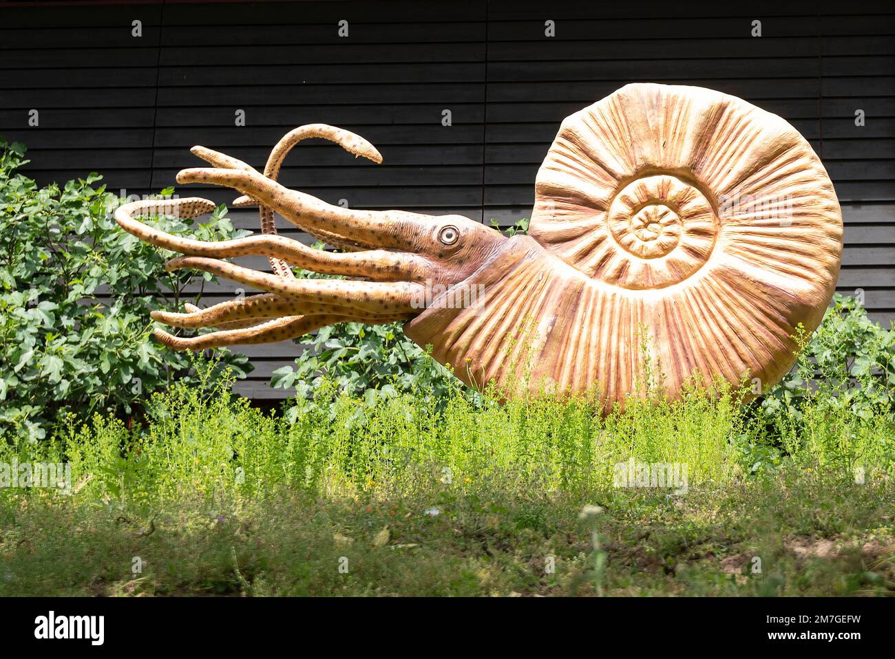 Nautilus Fosil Dinosaurio Excaciones dans un parc Dino. Banque D'Images