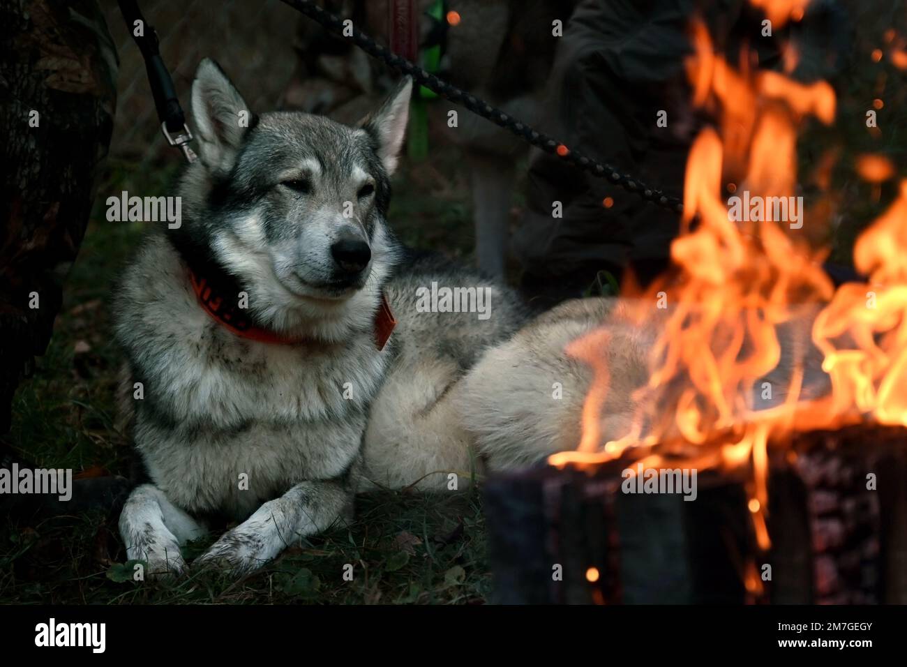Chien de loup tchèque se reposant par un feu de joie au crépuscule en plein air Banque D'Images