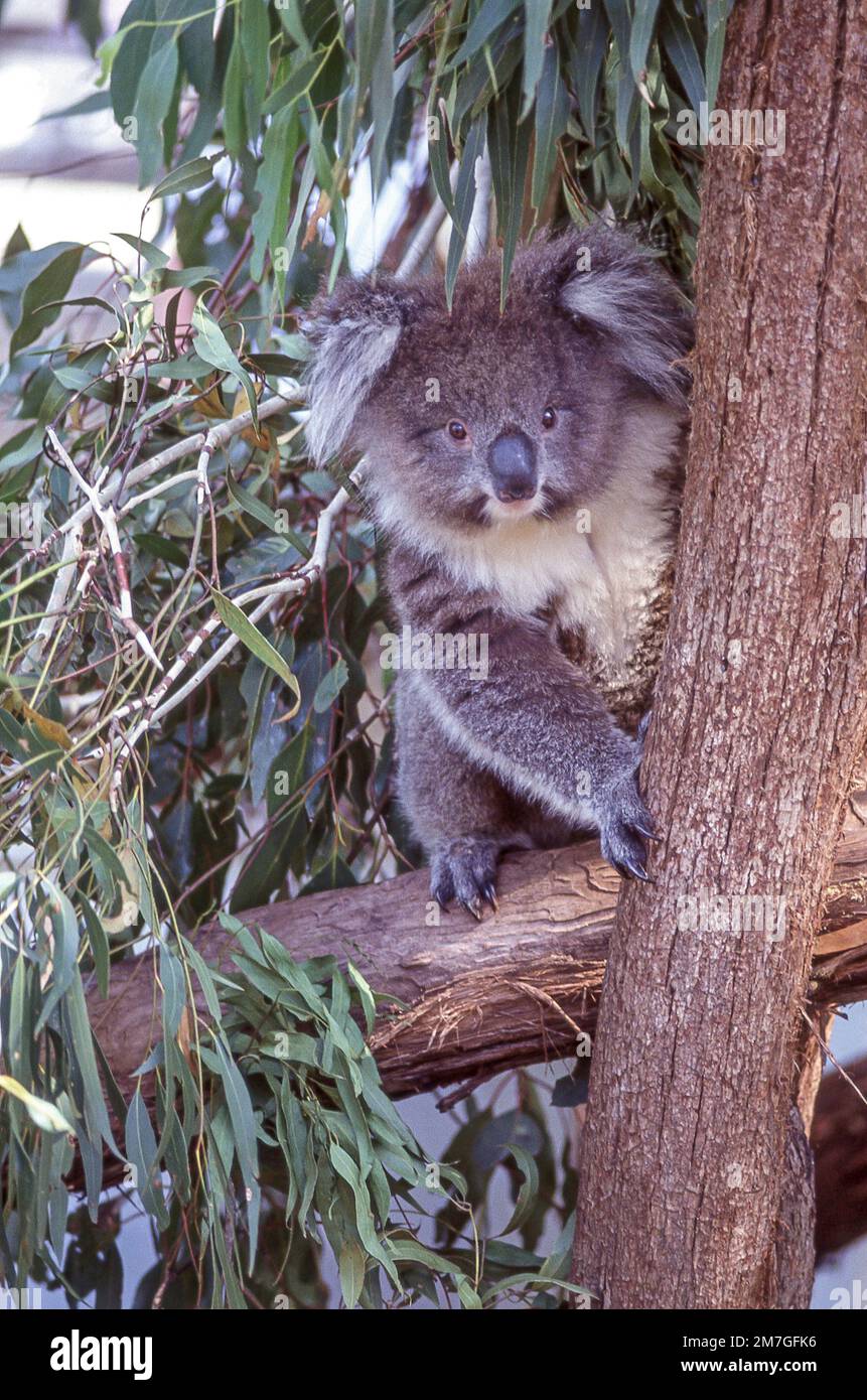 Koala dans l'eucalyptus au Lone Pine Koala Sanctuary, Fig Tree Pocket, Brisbane, Queensland, Australie Banque D'Images