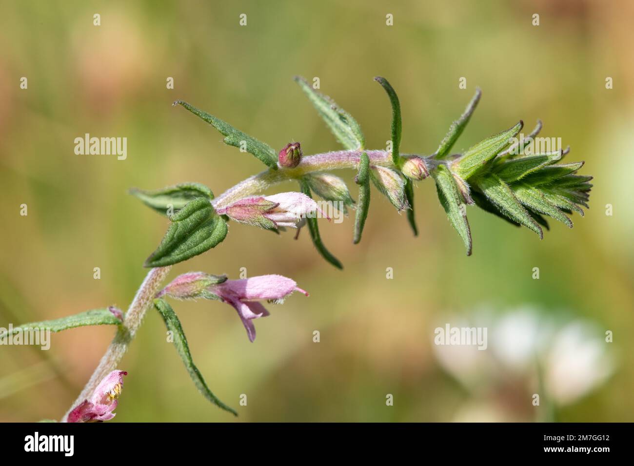 Photo macro d'une plante de bartsia rouge (odonites vernus) en fleur Banque D'Images