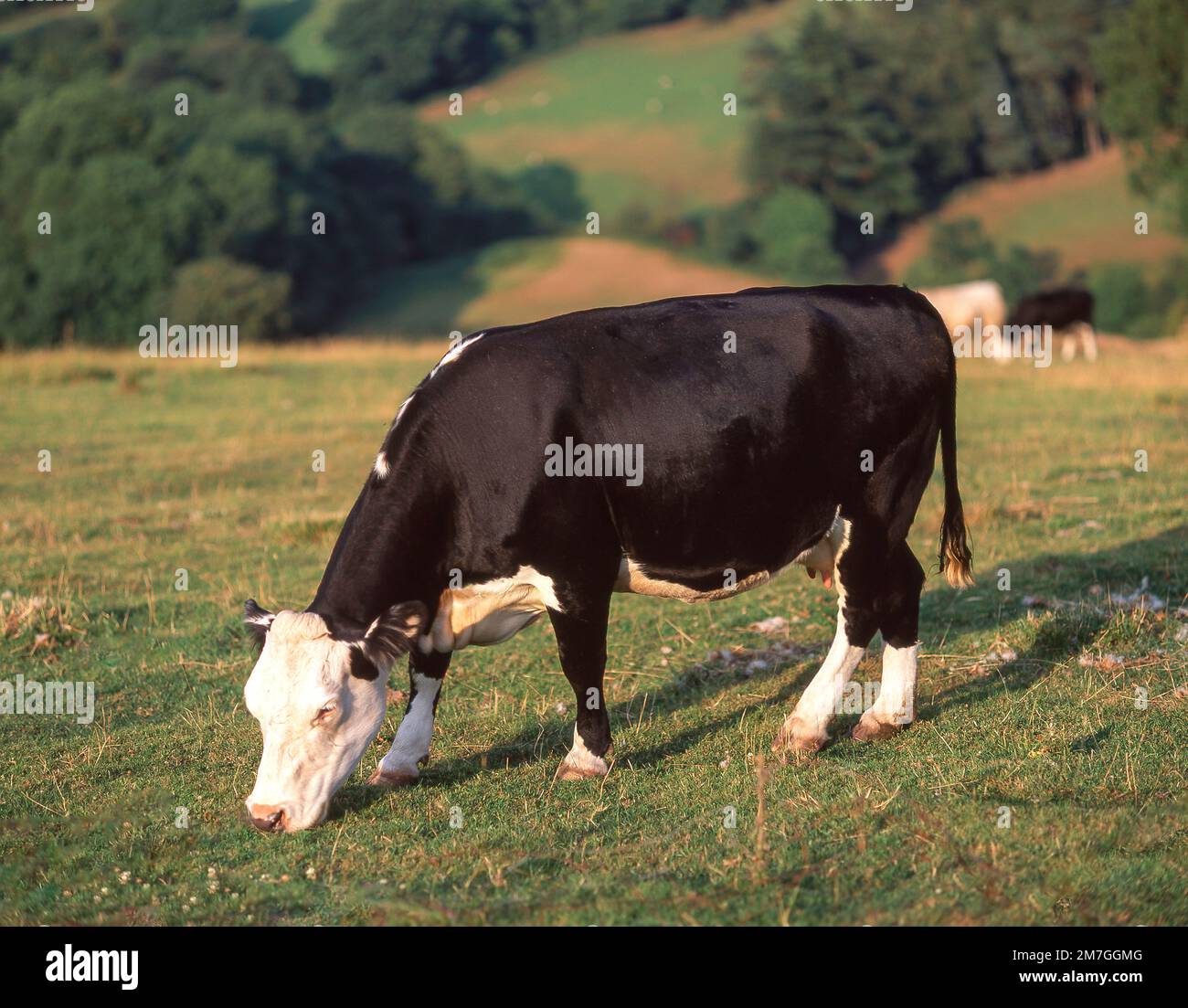 Holstein vache frisonne dans le champ près de Bath, Somerset, Angleterre, Royaume-Uni Banque D'Images