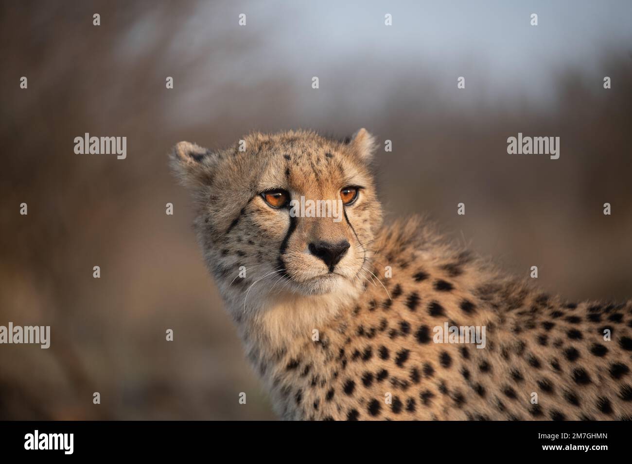 Portrait d'un guépard dans la lumière du matin en Afrique du Sud Banque D'Images