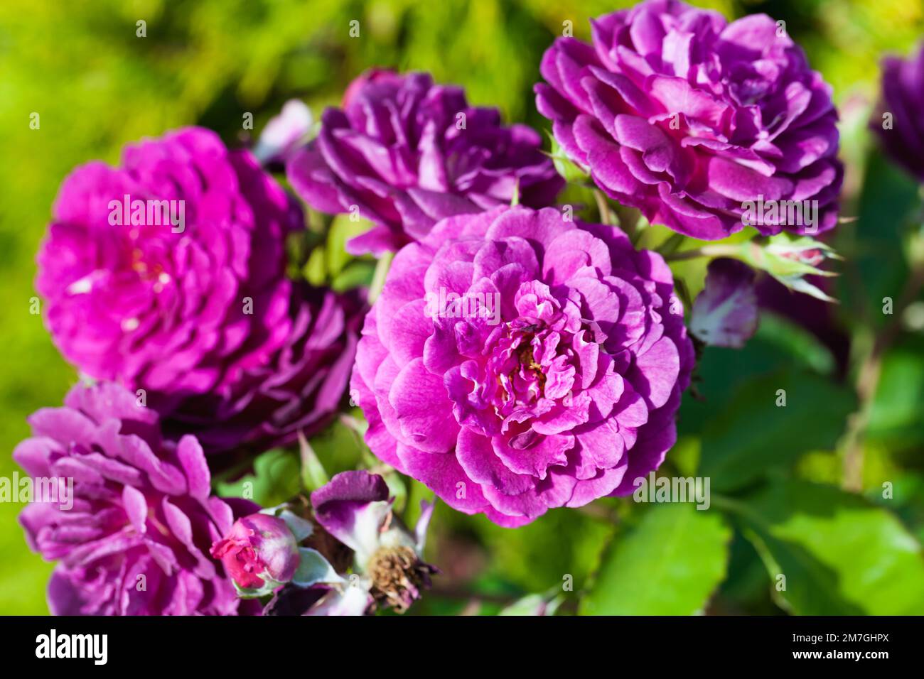Roses violettes dans un jardin par beau temps, gros plan avec une mise au point douce sélective Banque D'Images Roses violettes dans un jardin par beau temps, gros plan avec une mise au point douce sélective Banque D'Images