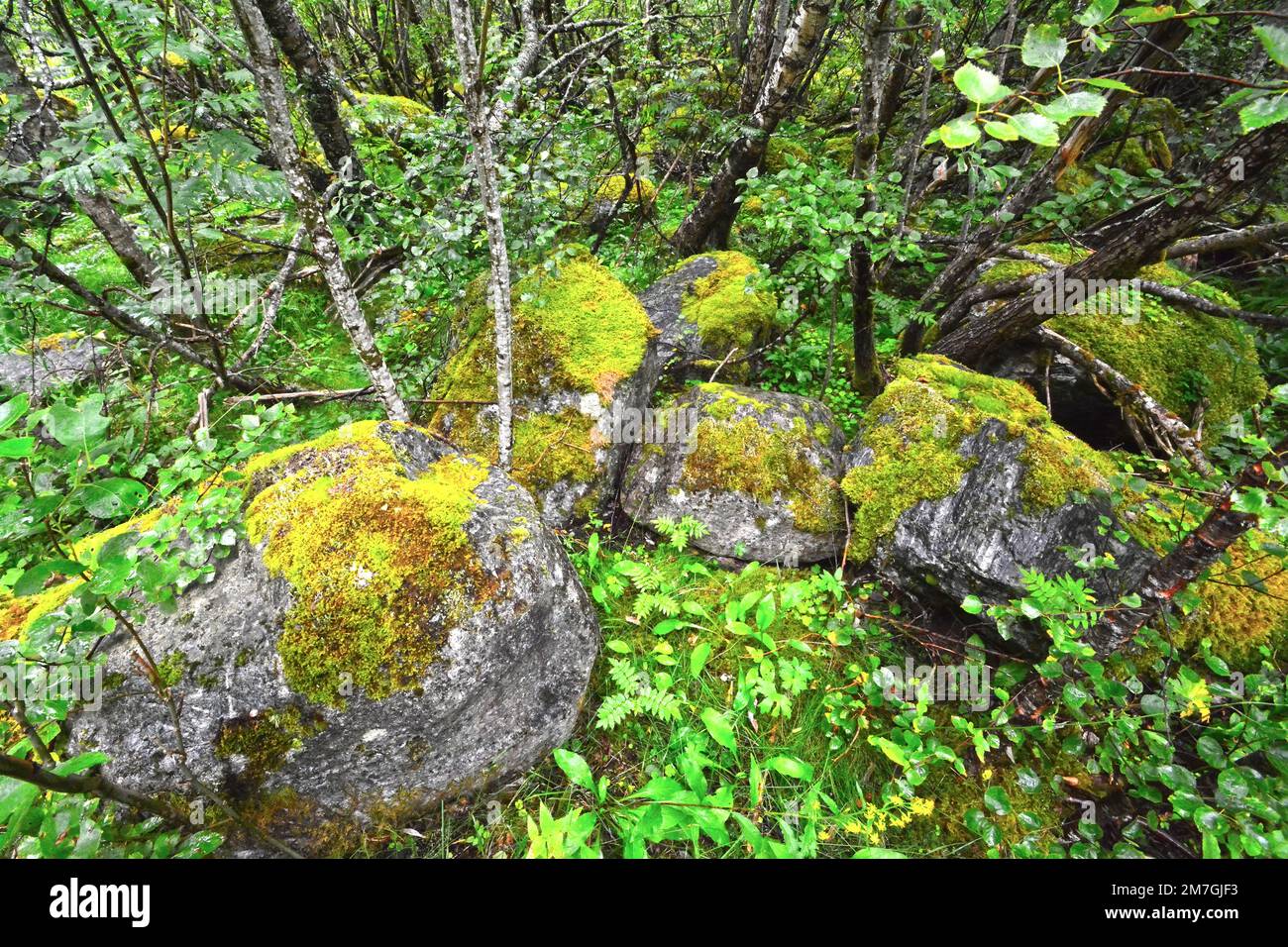 Mousse et lichen dans la forêt - Norvège Banque D'Images