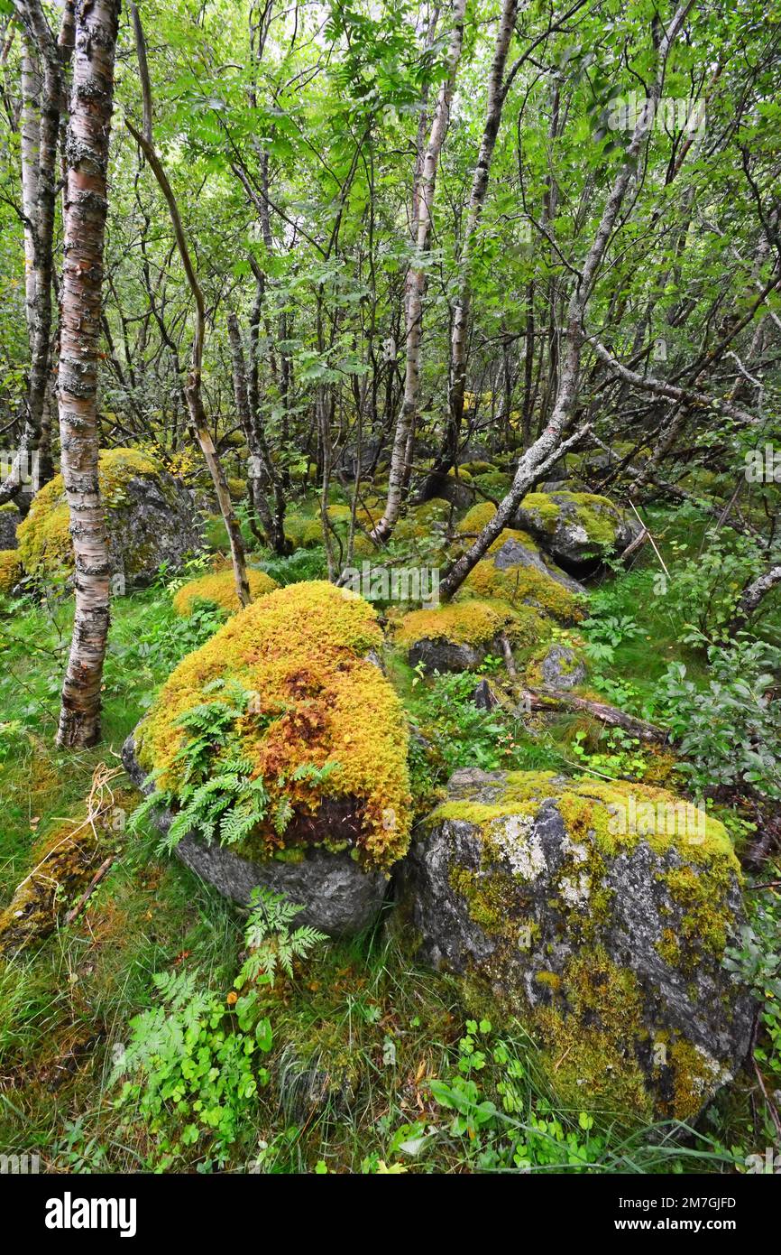 Mousse et lichen dans la forêt - Norvège Banque D'Images