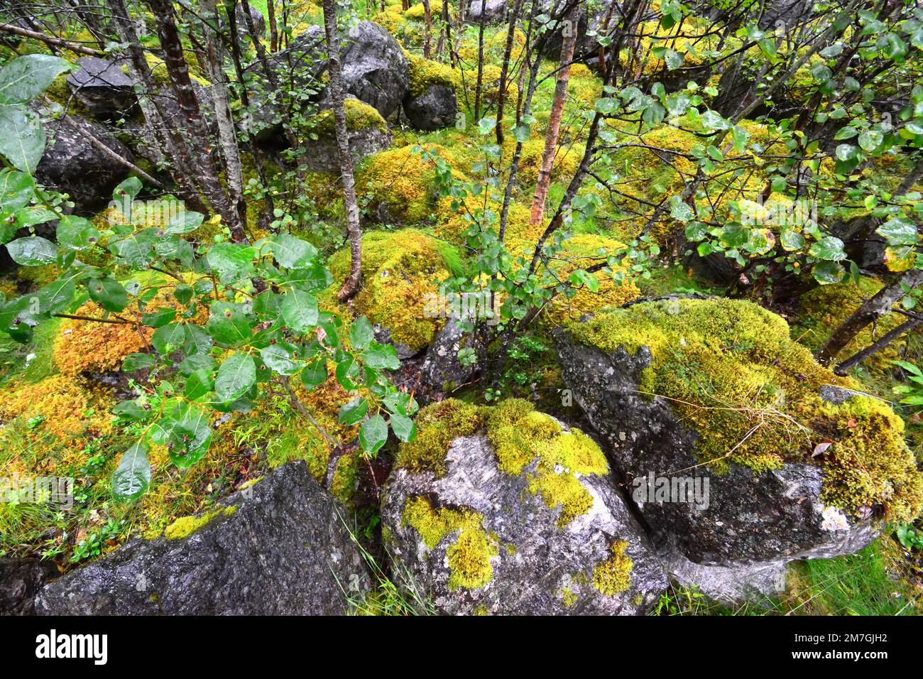 Mousse et lichen dans la forêt - Norvège Banque D'Images