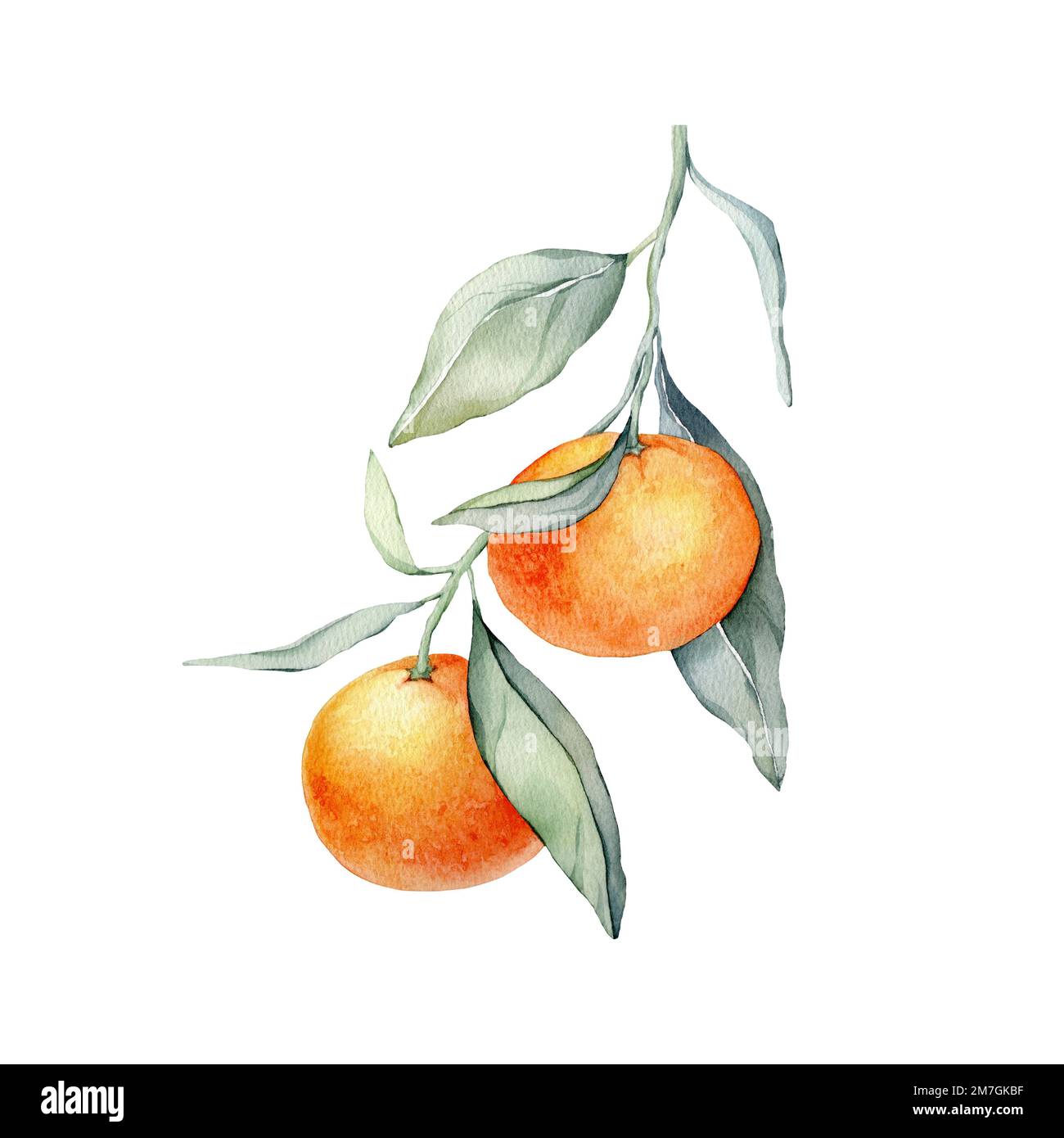 Branches mandarines avec feuilles vertes. Isolé. Aquarelle illustration, collection d'agrumes, orange, peinture botanique Banque D'Images