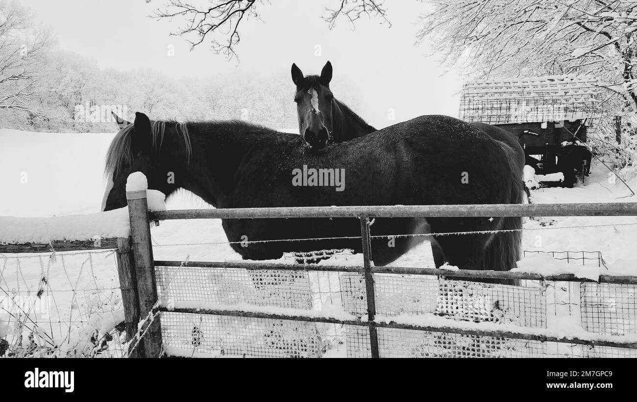 Une échelle de gris de deux chevaux se tenant derrière une clôture sur une terre agricole Banque D'Images