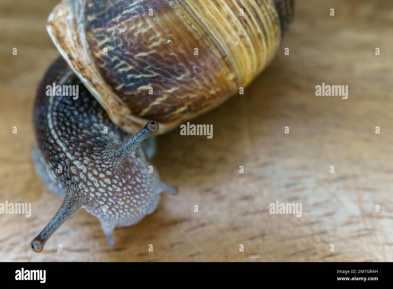 Gros plan d'un escargot sur une table en bois Banque D'Images