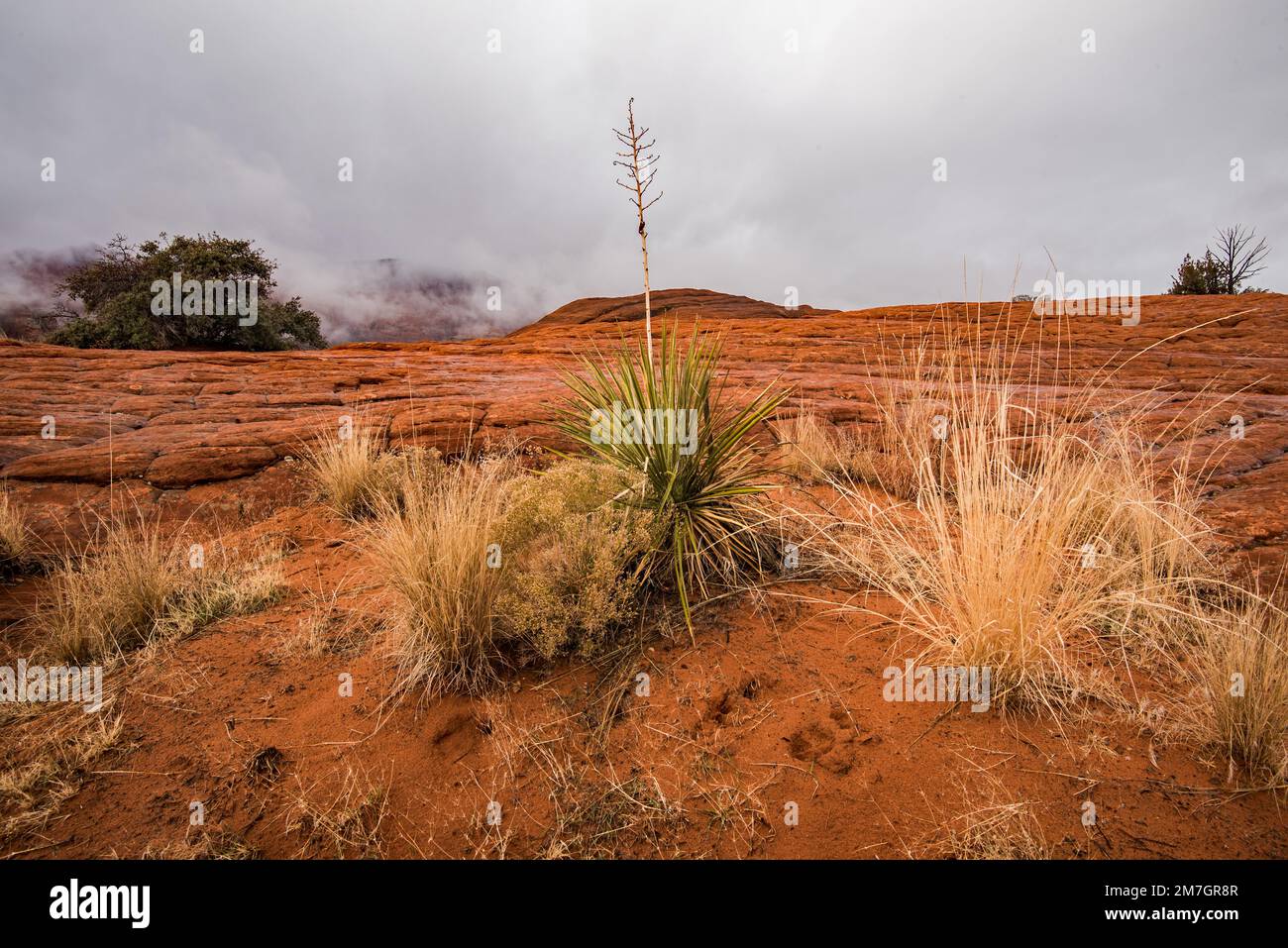 Plantes du désert poussant dans un environnement aride et dur à l'intérieur du parc national de Snow Canyon, UT. Seules les plantes les plus hardieuses peuvent survivre dans ces conditions. Banque D'Images