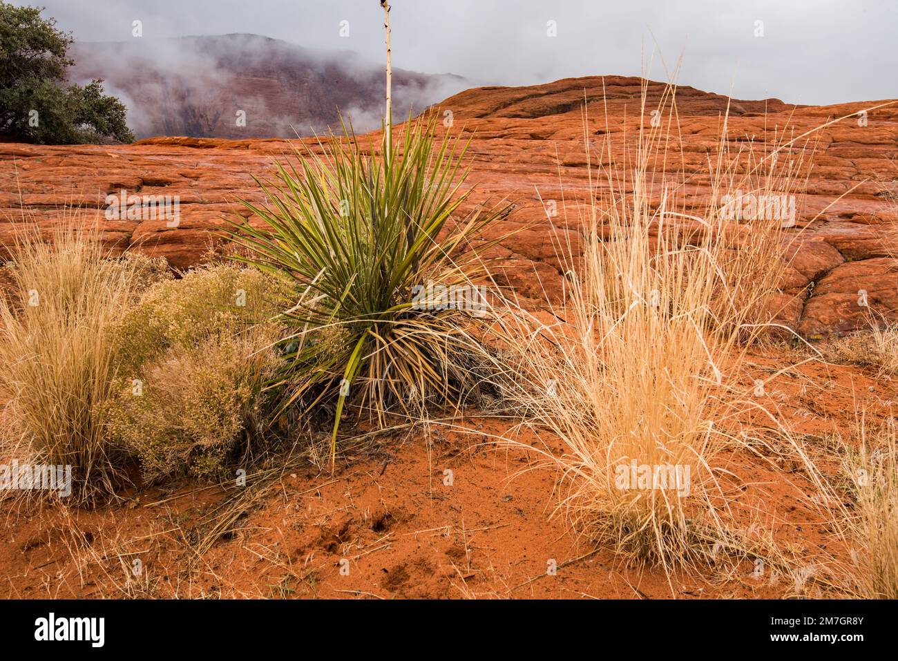 Plantes du désert poussant dans un environnement aride et dur à l'intérieur du parc national de Snow Canyon, UT. Seules les plantes les plus hardieuses peuvent survivre dans ces conditions. Banque D'Images