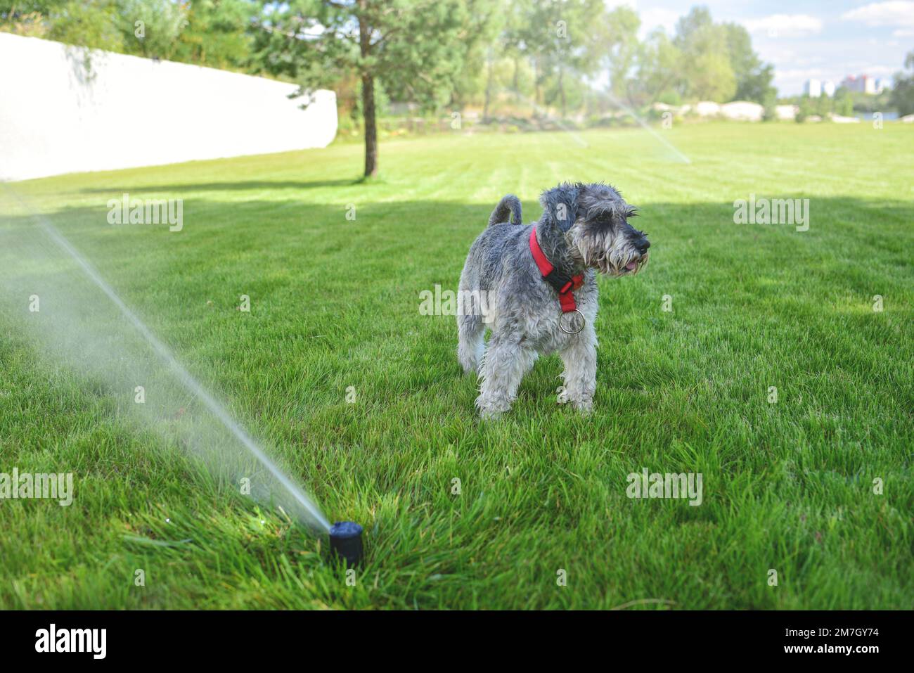 Animal de compagnie heureux et humide chien schnauzer chiot jouant avec de l'eau, buvant par arroseur dans une chaude journée d'été Banque D'Images