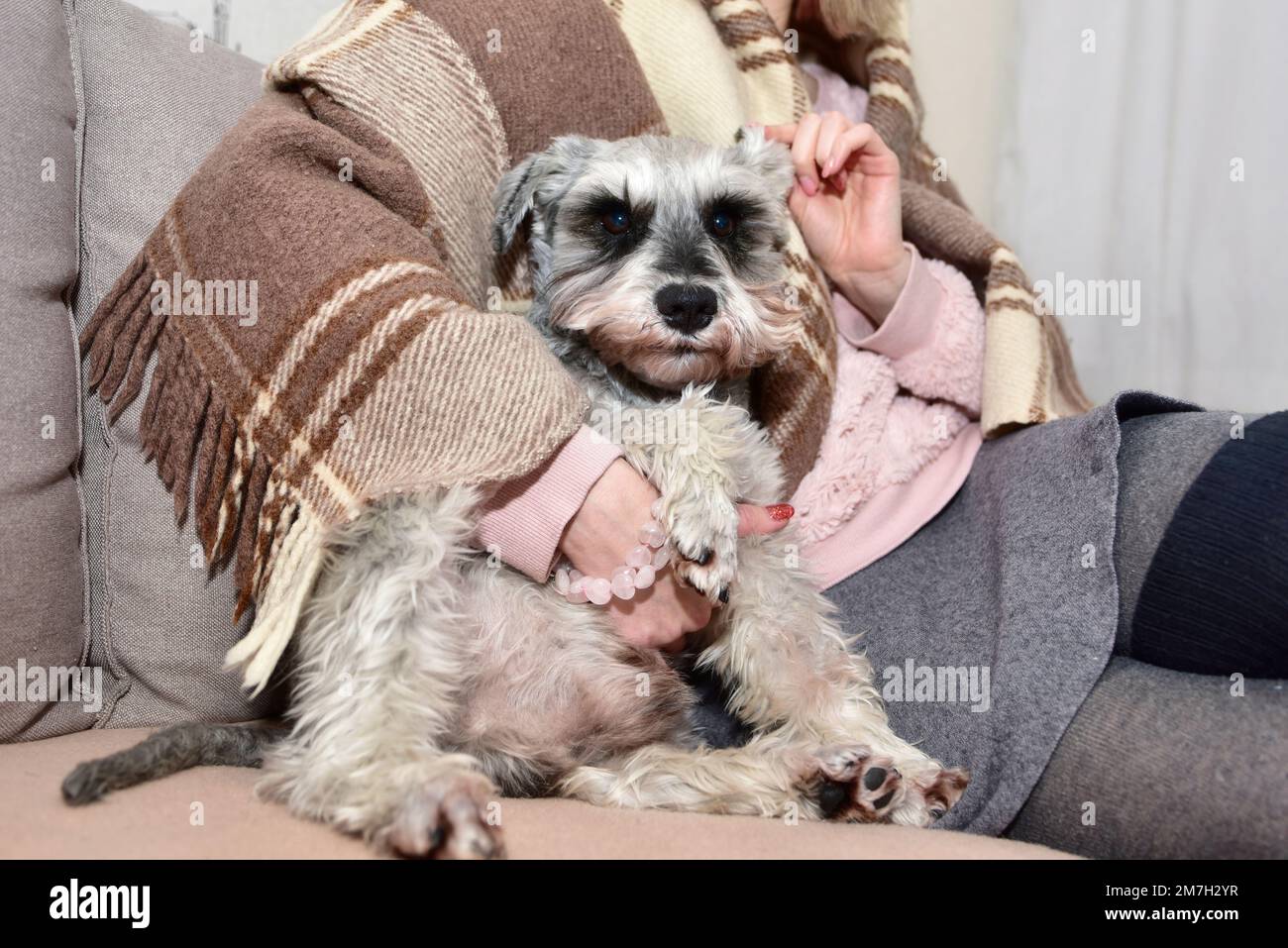 Le chien schnauzer gris est assis sur un canapé et regarde sa maîtresse bien-aimée, les mains des femmes ont un chien heureux. Banque D'Images