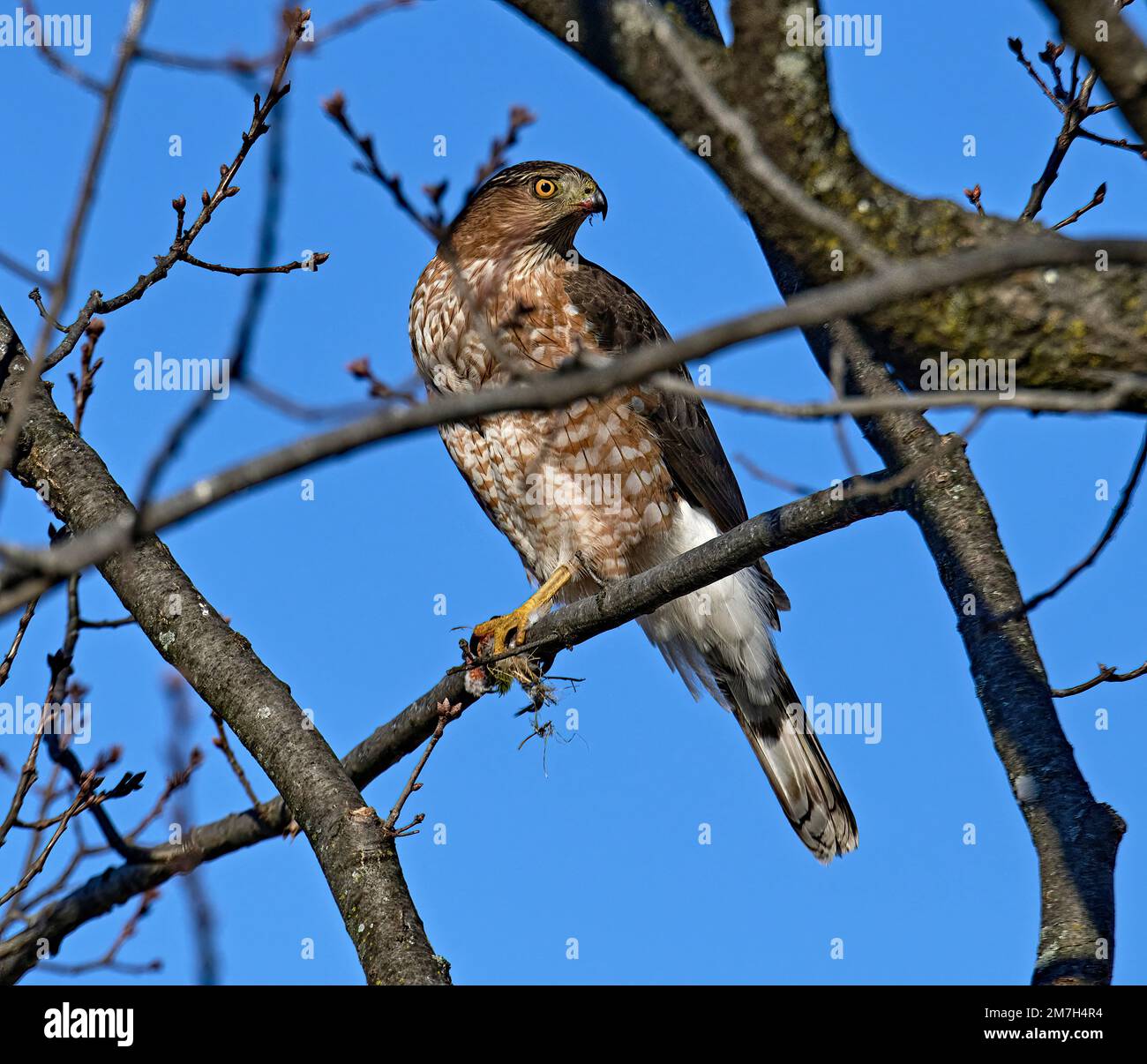 Un gros plan d'un Cooper's Hawk perchée.tout en mangeant ce qui ressemble à un geai bleu. Banque D'Images