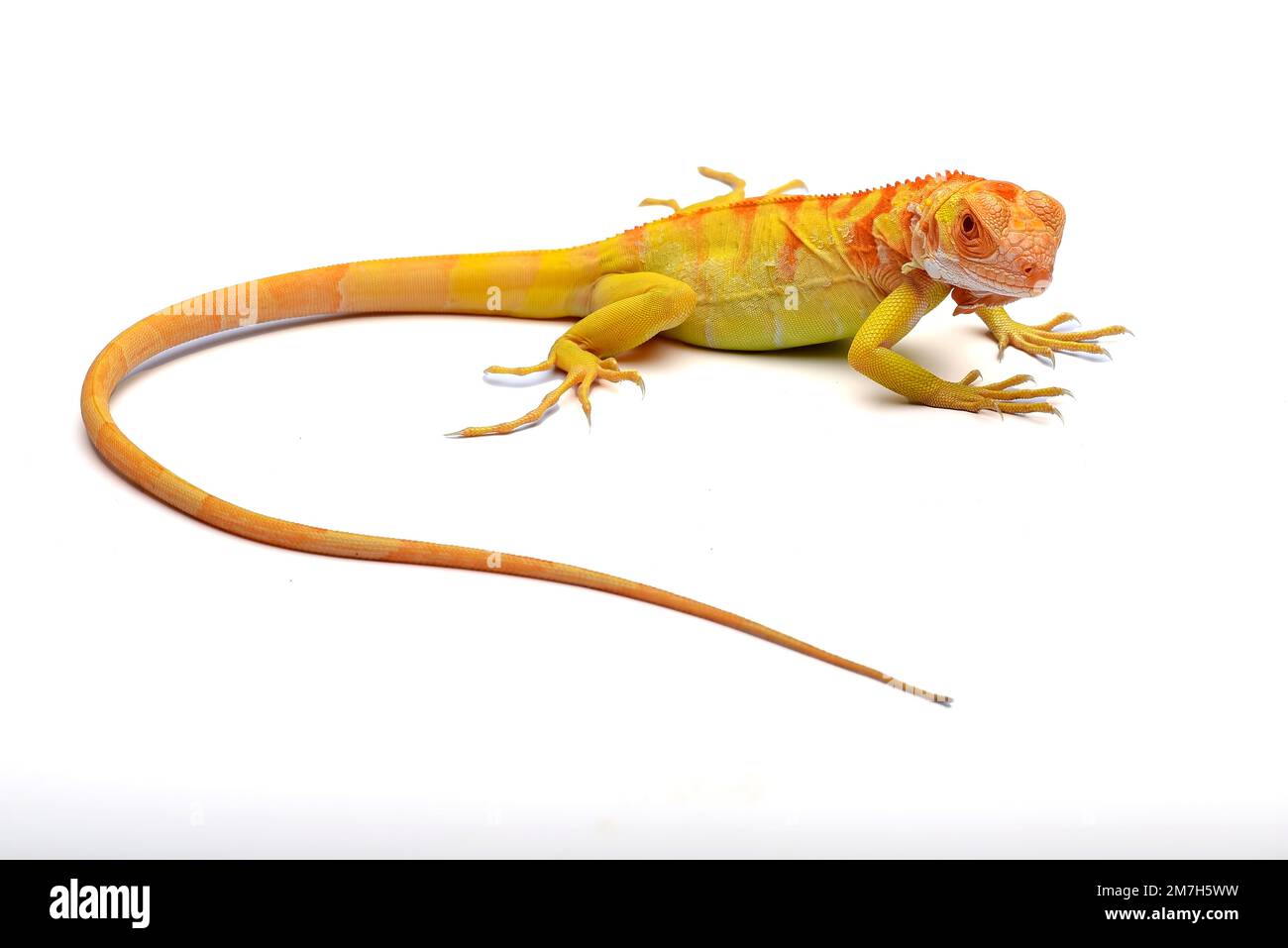Albino iguana jaune sur fond blanc Banque D'Images