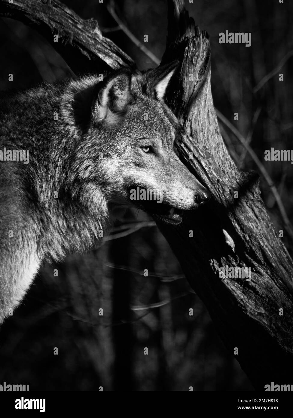 Gros plan d'un loup debout sur un tronc d'arbre Banque D'Images