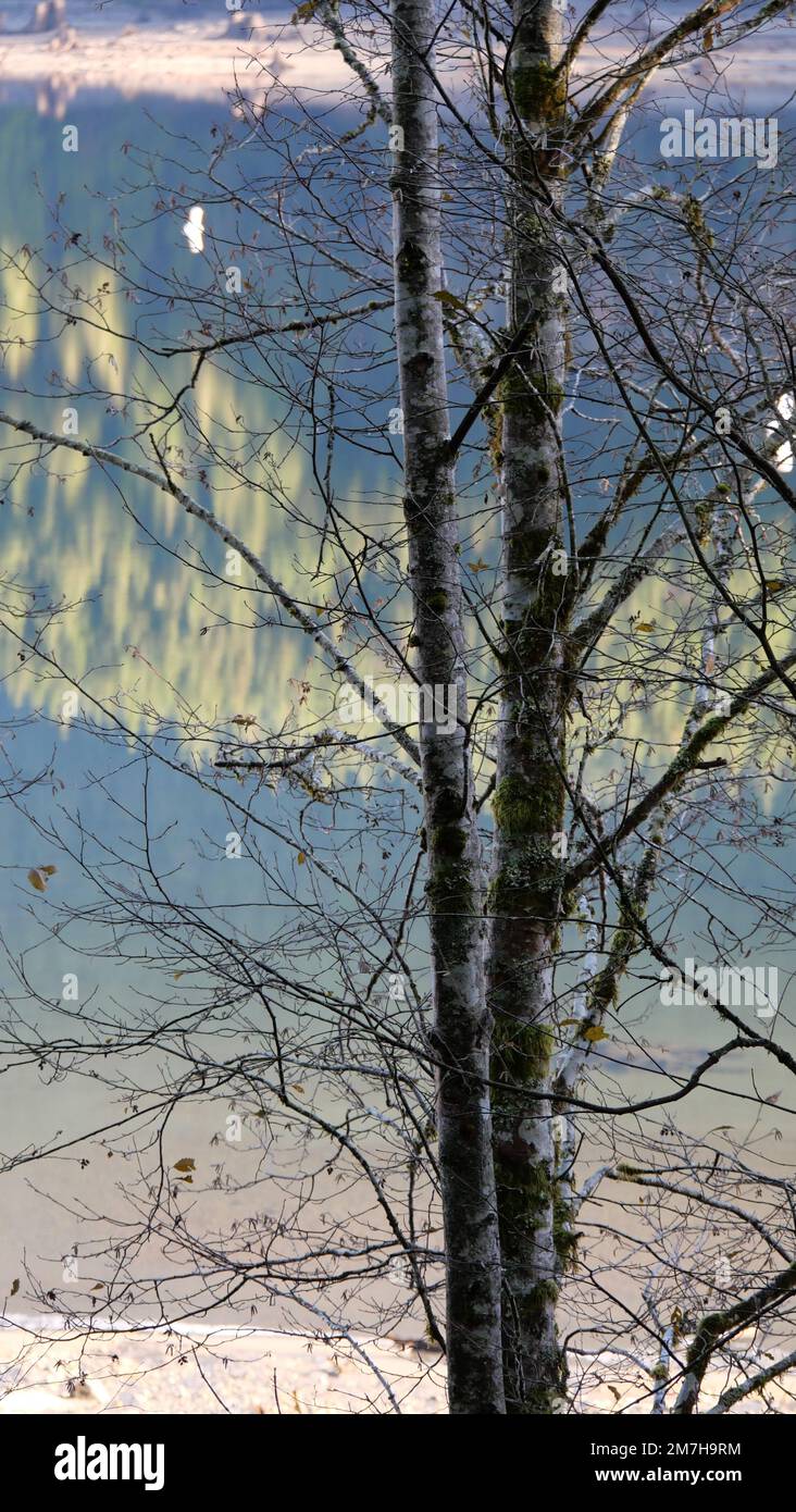 En regardant à travers les arbres les reflets des arbres à feuilles persistantes dans le lac Alouette au parc provincial Golden Ears à Maple Ridge, Colombie-Britannique, C Banque D'Images
