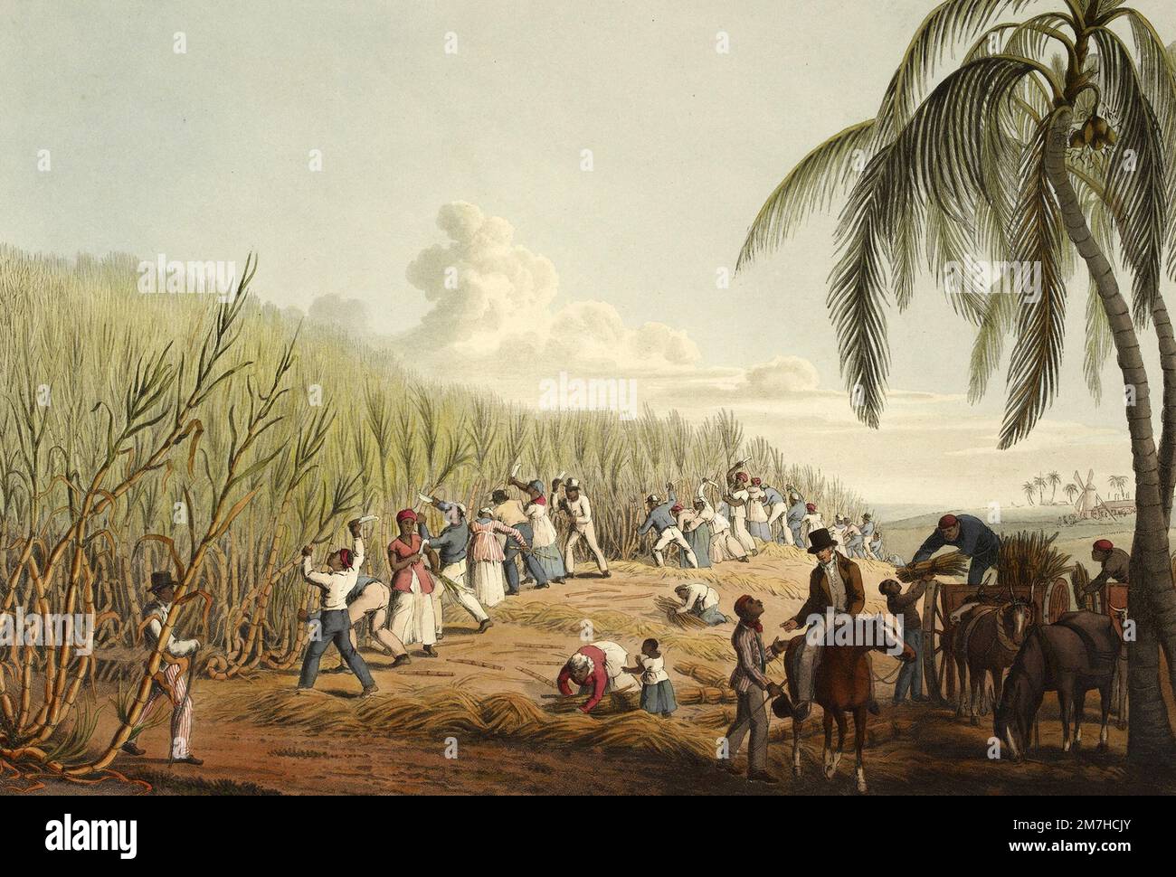 Esclaves coupant la canne à sucre, colonie britannique d'Antigua, 1823 Banque D'Images