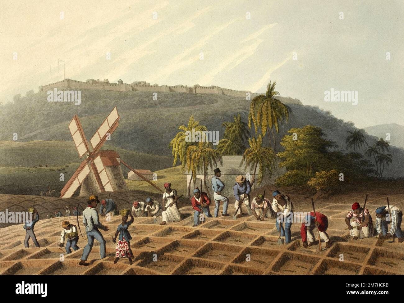 Esclaves plantant de la canne à sucre dans les Antilles britanniques, 1823 Banque D'Images