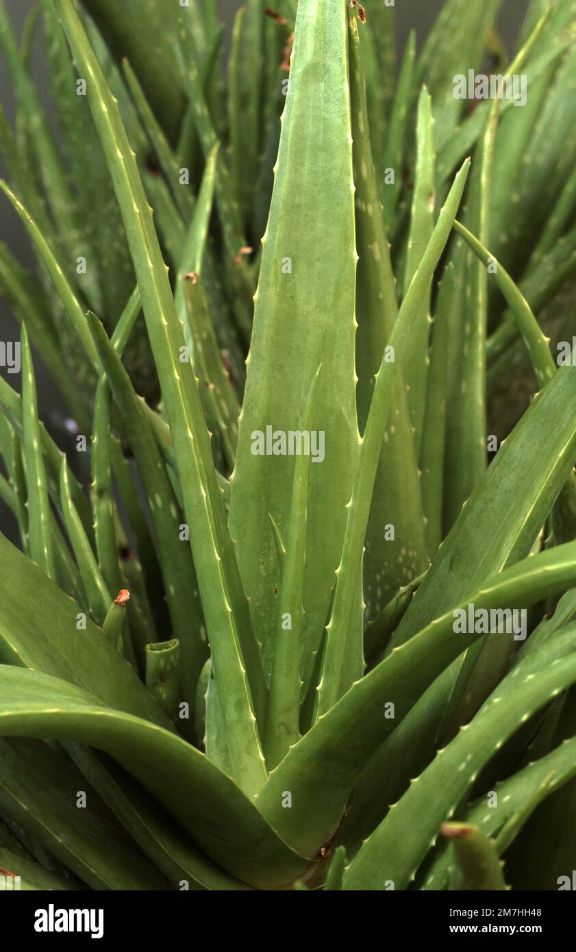 GROS PLAN DES FEUILLES VERES ÉPAISSES DE LA PLANTE D'ALOE VERA. Banque D'Images
