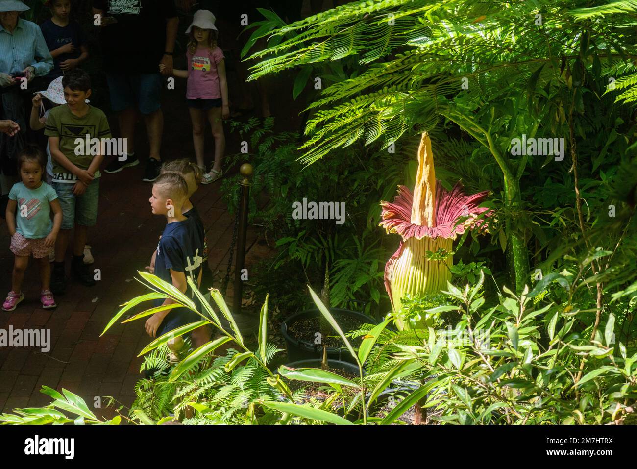 Adélaïde, Australie. 10 janvier 2023 . Le (Tiran Arum) communément connu sous le nom de fleur de cadavre pour sa forte odeur d'un cadavre pourri avec lequel il attire habituellement des insectes pour sa pollinisation a fleuri dans les jardins botaniques d'Adélaïde attirant de nombreux visiteurs. C'est la première fois que la fleur en danger s'épanouit en près de 10 ans, et il faut attendre trois à cinq ans avant qu'elle ne s'épanouie à nouveau. Credit: amer ghazzal / Alamy Live News Banque D'Images