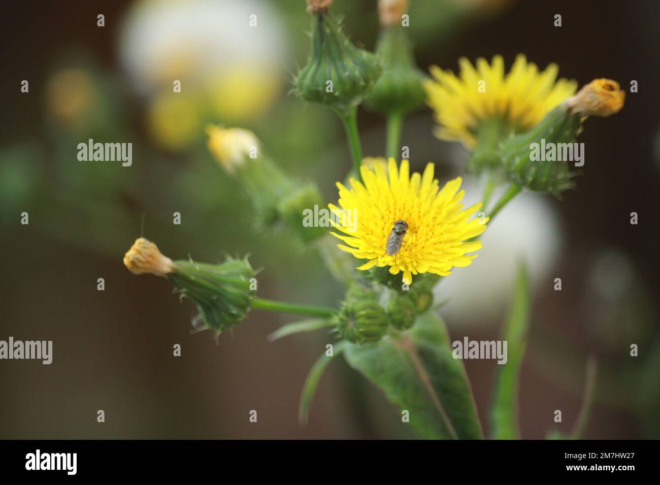 Gros plan d'un insecte reposant sur un chardon brut (Sonchus asper) dans un jardin Banque D'Images