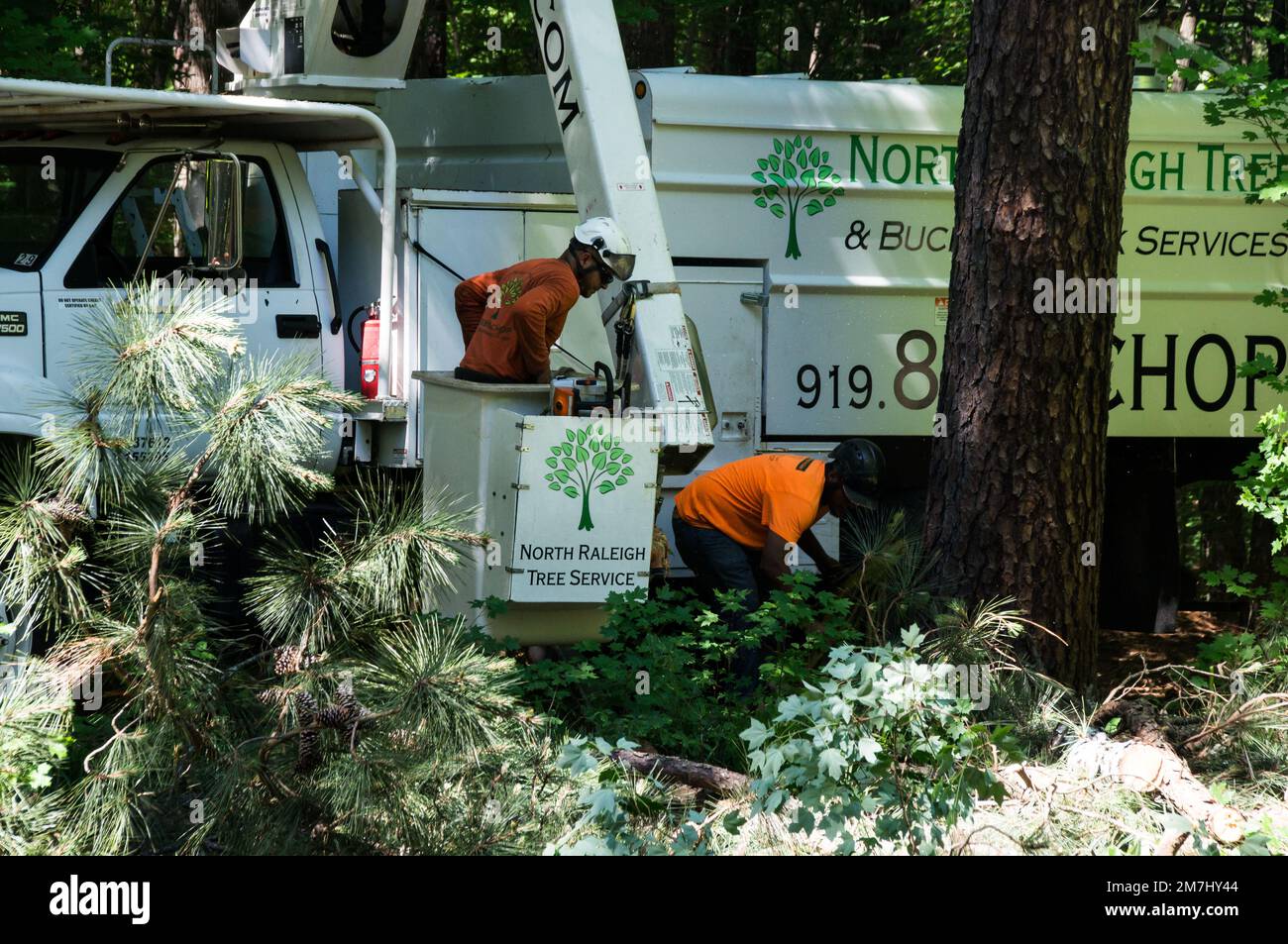 Coupe-arbres travaillant sur un arbre et nettoyant les branches Banque D'Images
