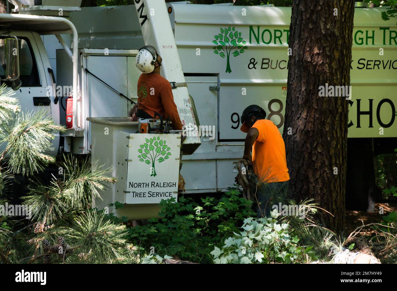 Deux outils de coupe d'arbre travaillant sur la coupe d'un arbre (NC State, 2017) Banque D'Images