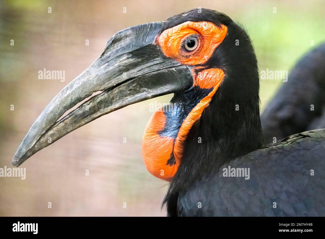 Charme du sud féminin (Bucorvus leadbeateri) au zoo d'Atlanta près du centre-ville d'Atlanta, en Géorgie. (ÉTATS-UNIS) Banque D'Images