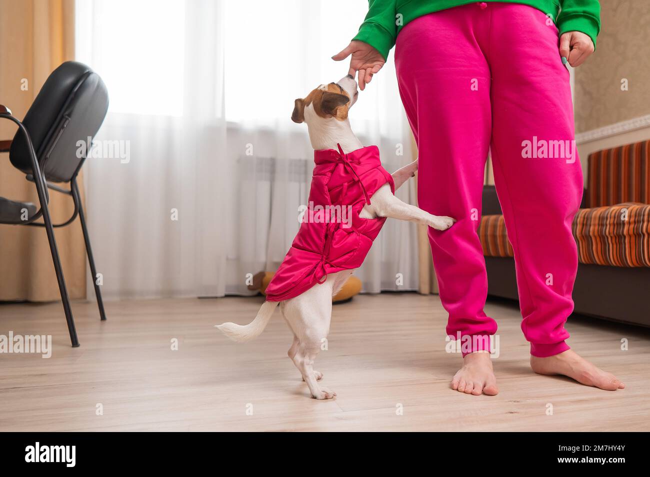 Jack Russell Terrier chien vêtu d'une veste rose aux pieds de l'hôtesse dans l'appartement. Banque D'Images Jack Russell Terrier chien vêtu d'une veste rose aux pieds de l'hôtesse dans l'appartement. Banque D'Images