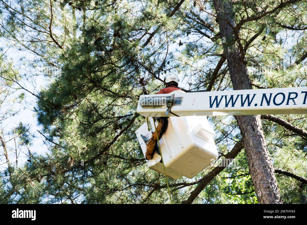 Ascenseur d'arbre montant haut près d'un arbre Banque D'Images