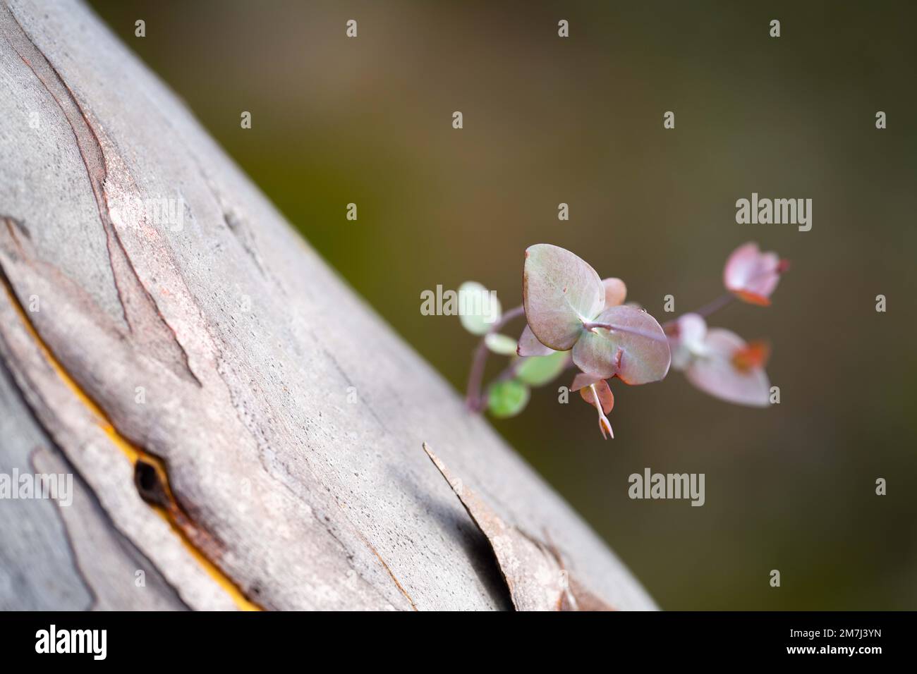 plantes côtières indigènes en tasmanie australie en été Banque D'Images