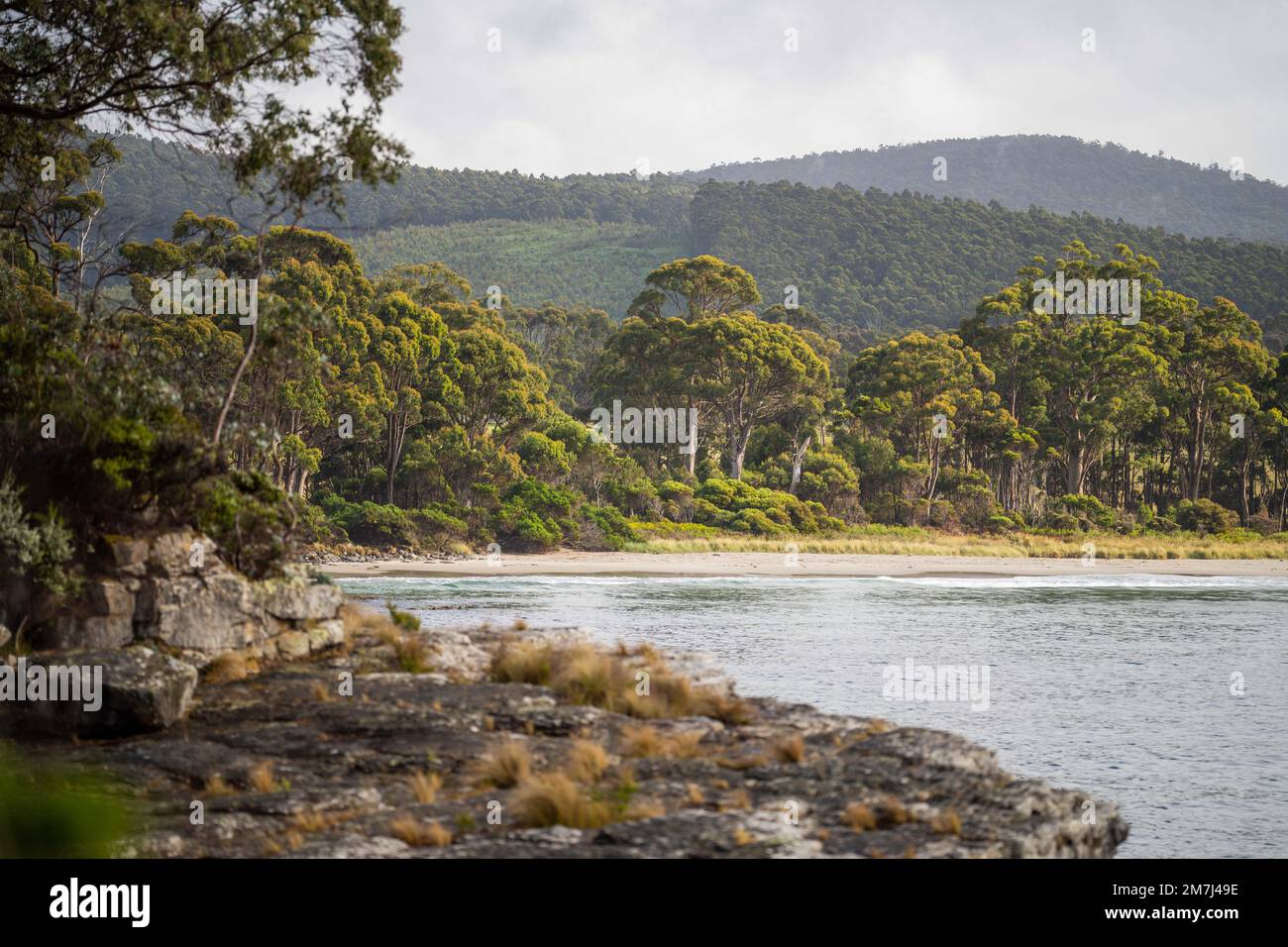 plantes côtières indigènes en tasmanie australie en été Banque D'Images