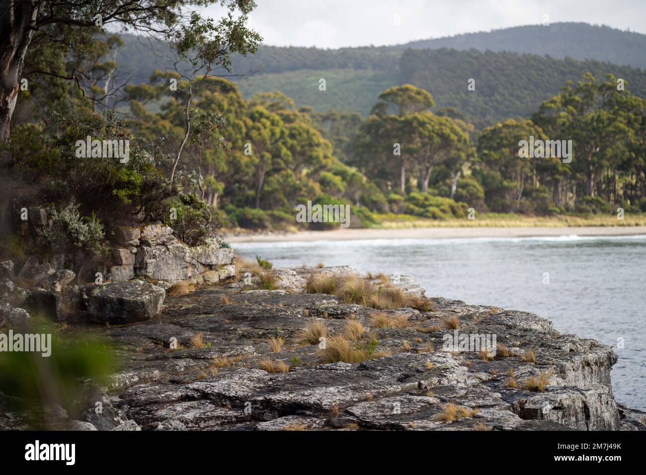 plantes côtières indigènes en tasmanie australie en été Banque D'Images