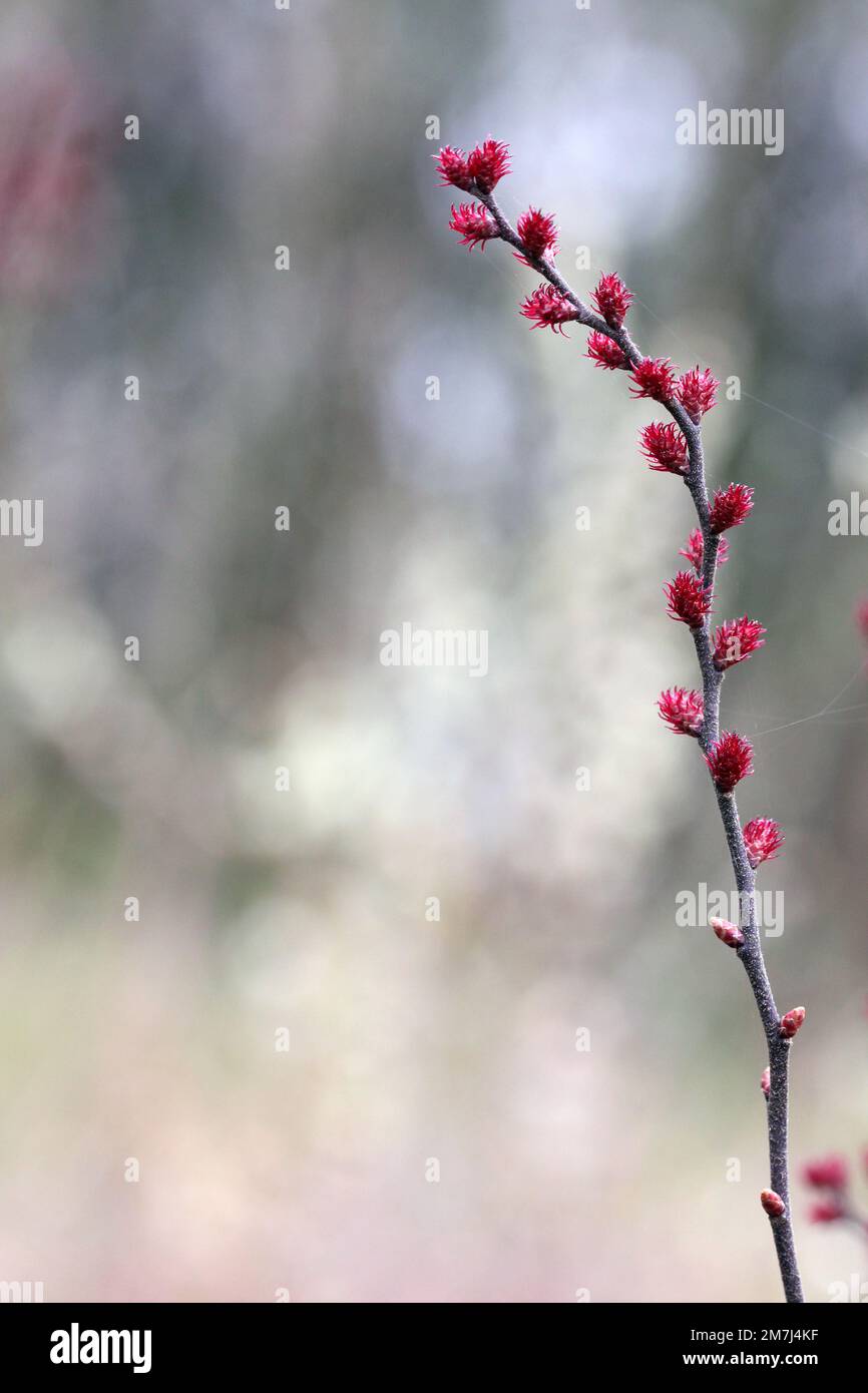 Fleurs femelles (sur plante femelle) prises au printemps, Lituanie Banque D'Images