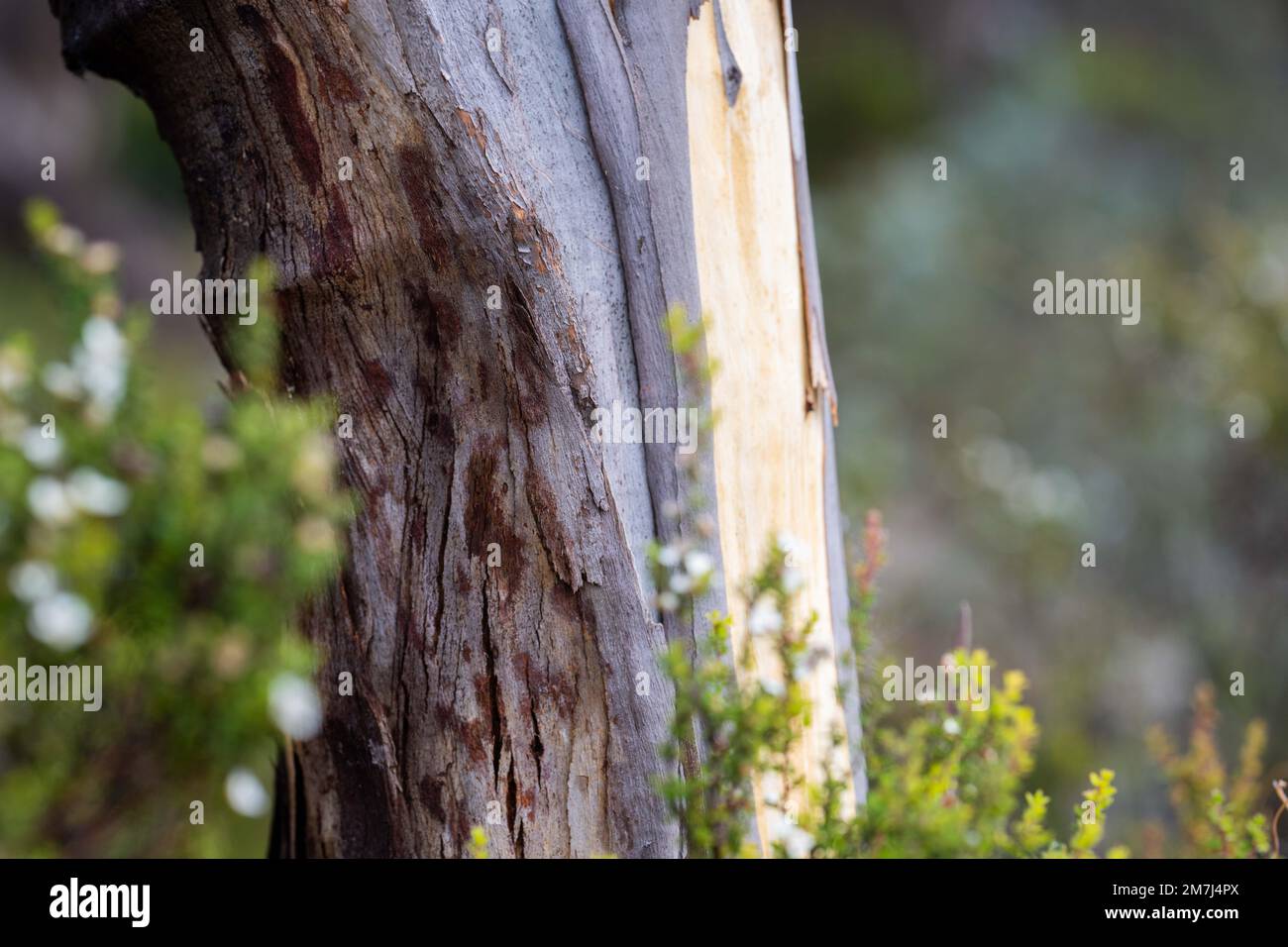 plantes côtières indigènes en tasmanie australie en été Banque D'Images