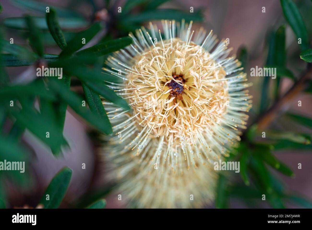 plantes côtières indigènes en tasmanie australie en été Banque D'Images