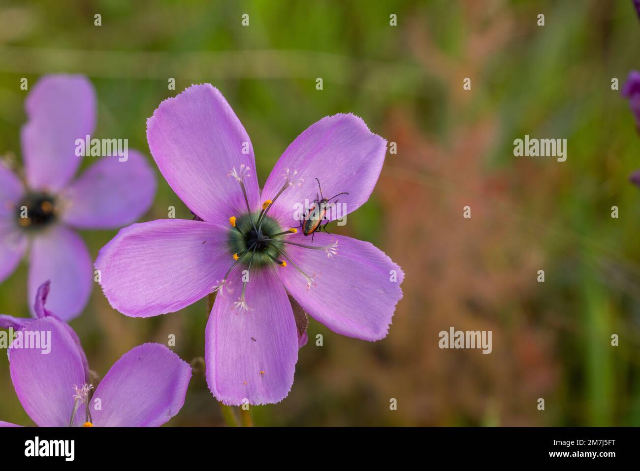 Fleur d'une cistiflora de Drosera avec coléoptère pollinisateur prélevé en milieu naturel dans le Cap occidental d'Afrique du Sud Banque D'Images