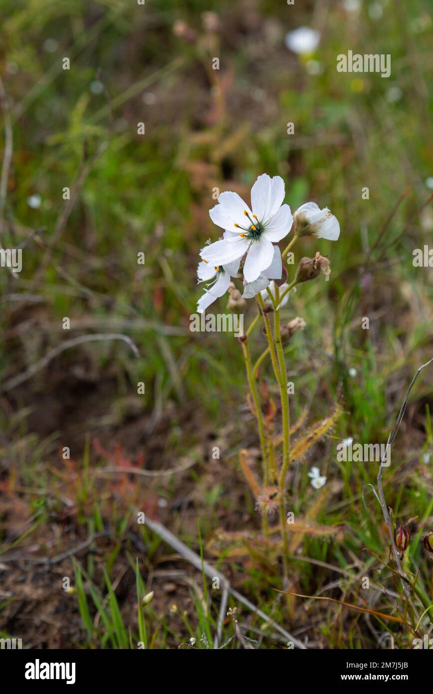 Drosera cistiflora (plante carnivore) à floraison blanche près de Tulbagh dans le Cap occidental de l'Afrique du Sud Banque D'Images