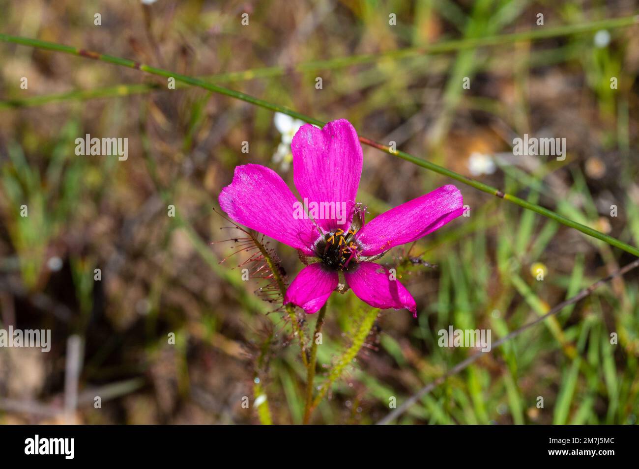 Fleur d'une petite forme rose de Drosera cistiflora dans l'habitat naturel Banque D'Images