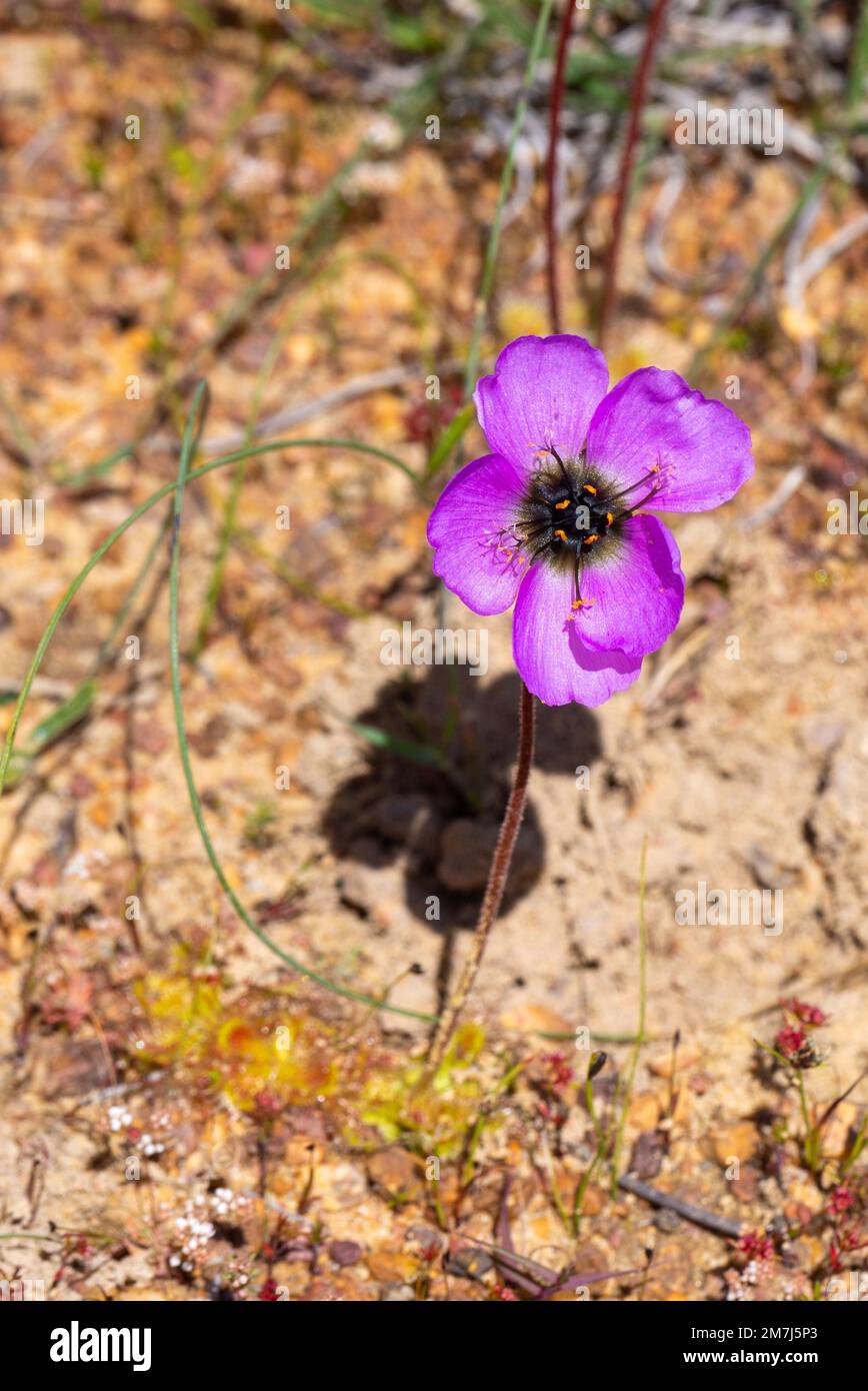 La fleur de la plante carnivore Drosera pauciflora prise dans l'habitat naturel près de Porterville dans le Cap occidental de l'Afrique du Sud Banque D'Images