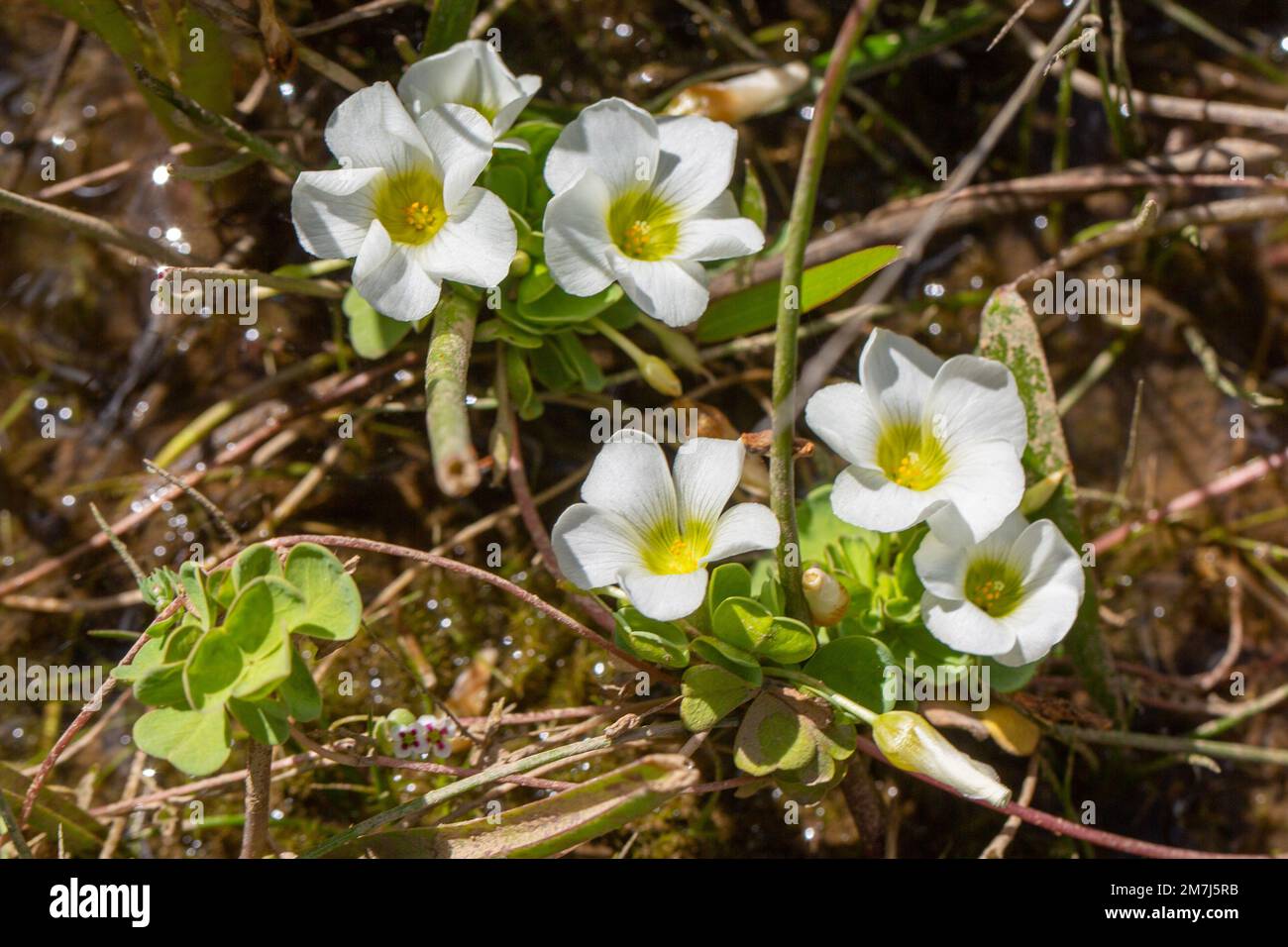 Fleurs blanches des rares natans Oxalis prises dans le Cap occidental de l'Afrique du Sud Banque D'Images