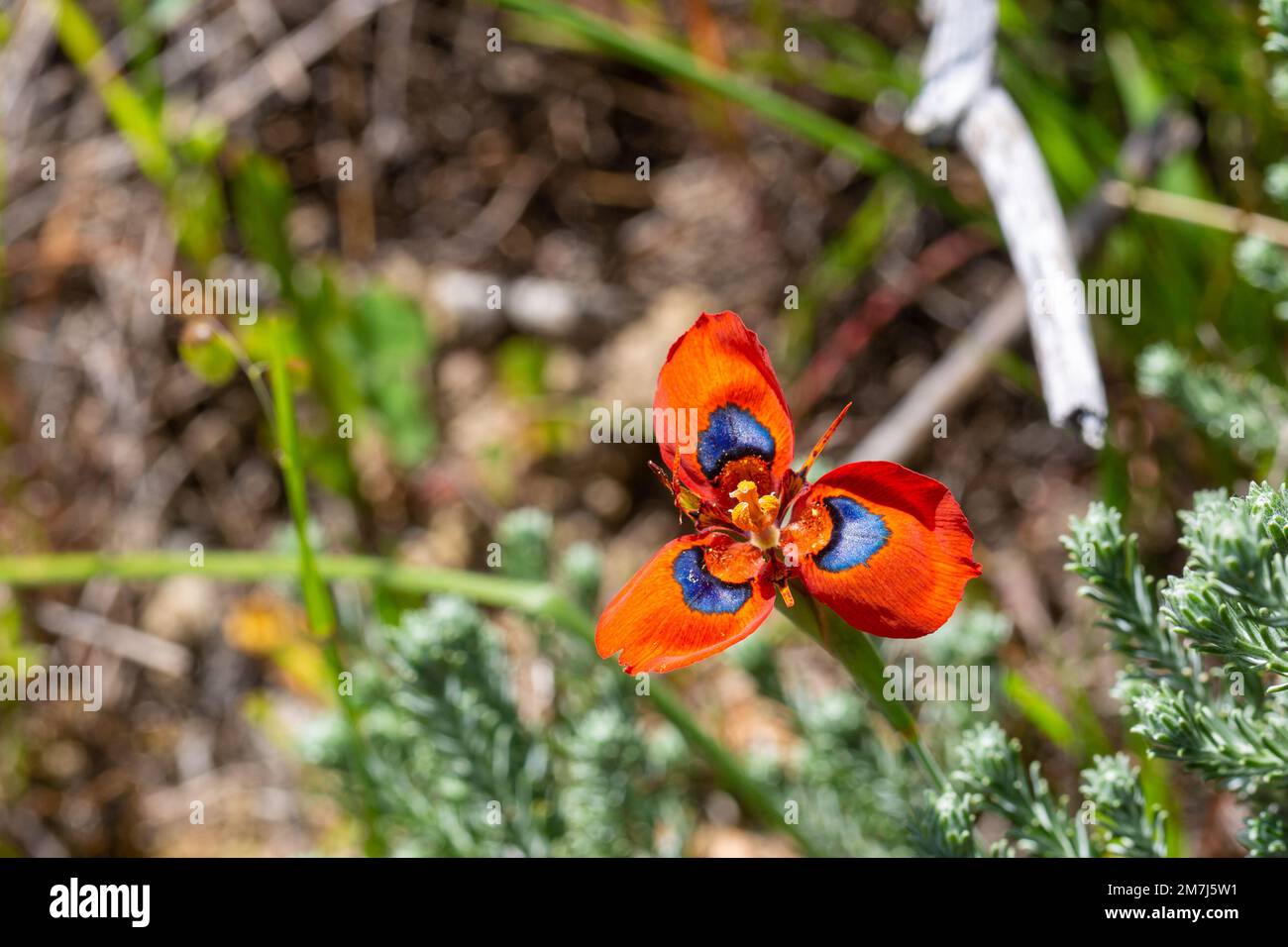 La plante rare à fleurs rouges Moraea tulbaghensis, située dans l'habitat naturel près de Tulbagh, dans le Cap occidental de l'Afrique du Sud Banque D'Images