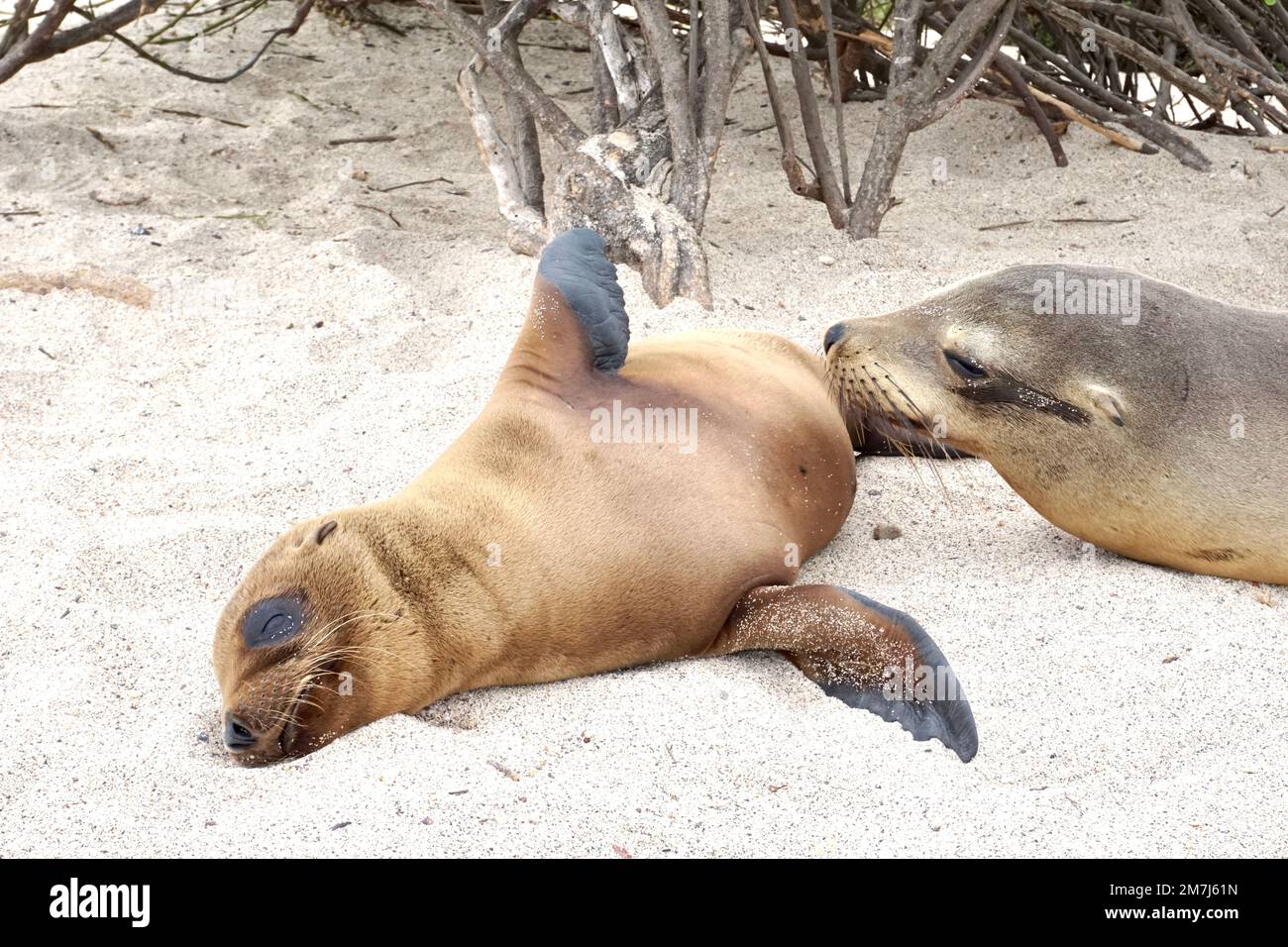 Bébé lion de mer et mère pondent ensemble à la plage de San Cristobal sur Galapagos Banque D'Images