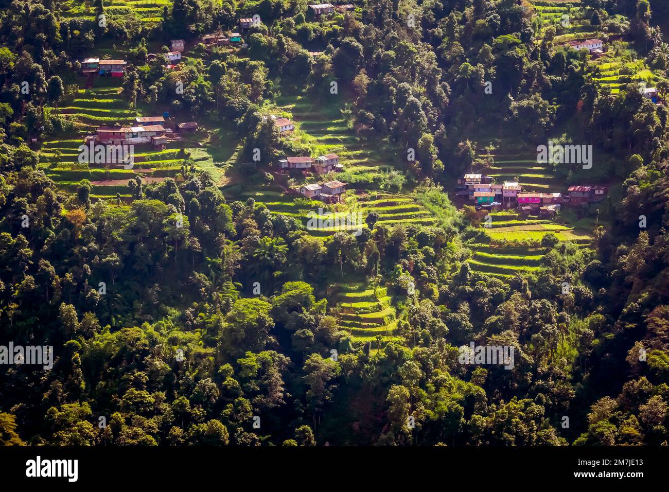 La plantation de thé, Darjeeling, Inde. Banque D'Images