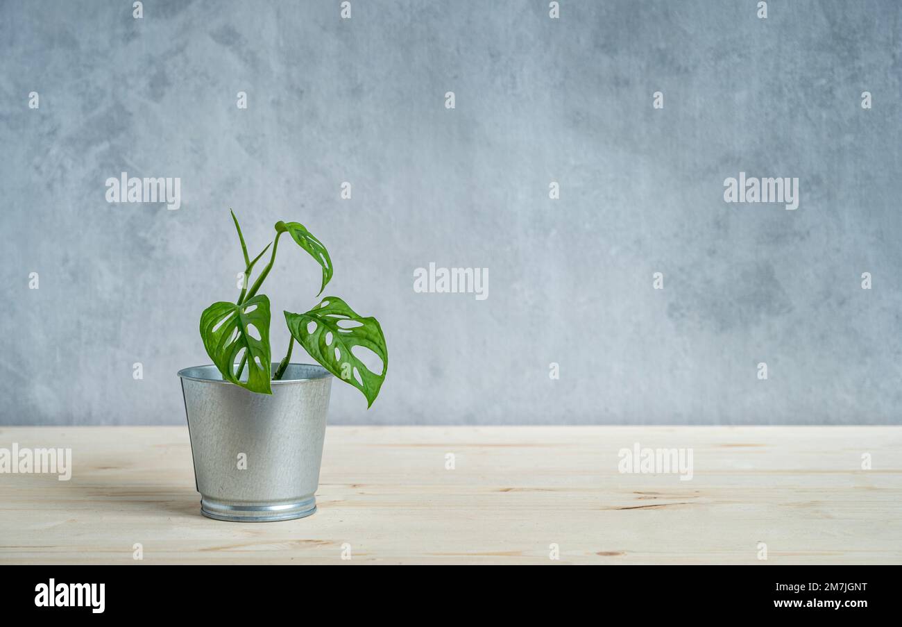 Maison plante monstère dans une casserole de mélal sur une table en bois clair. Vue avant et espace de copie. Banque D'Images