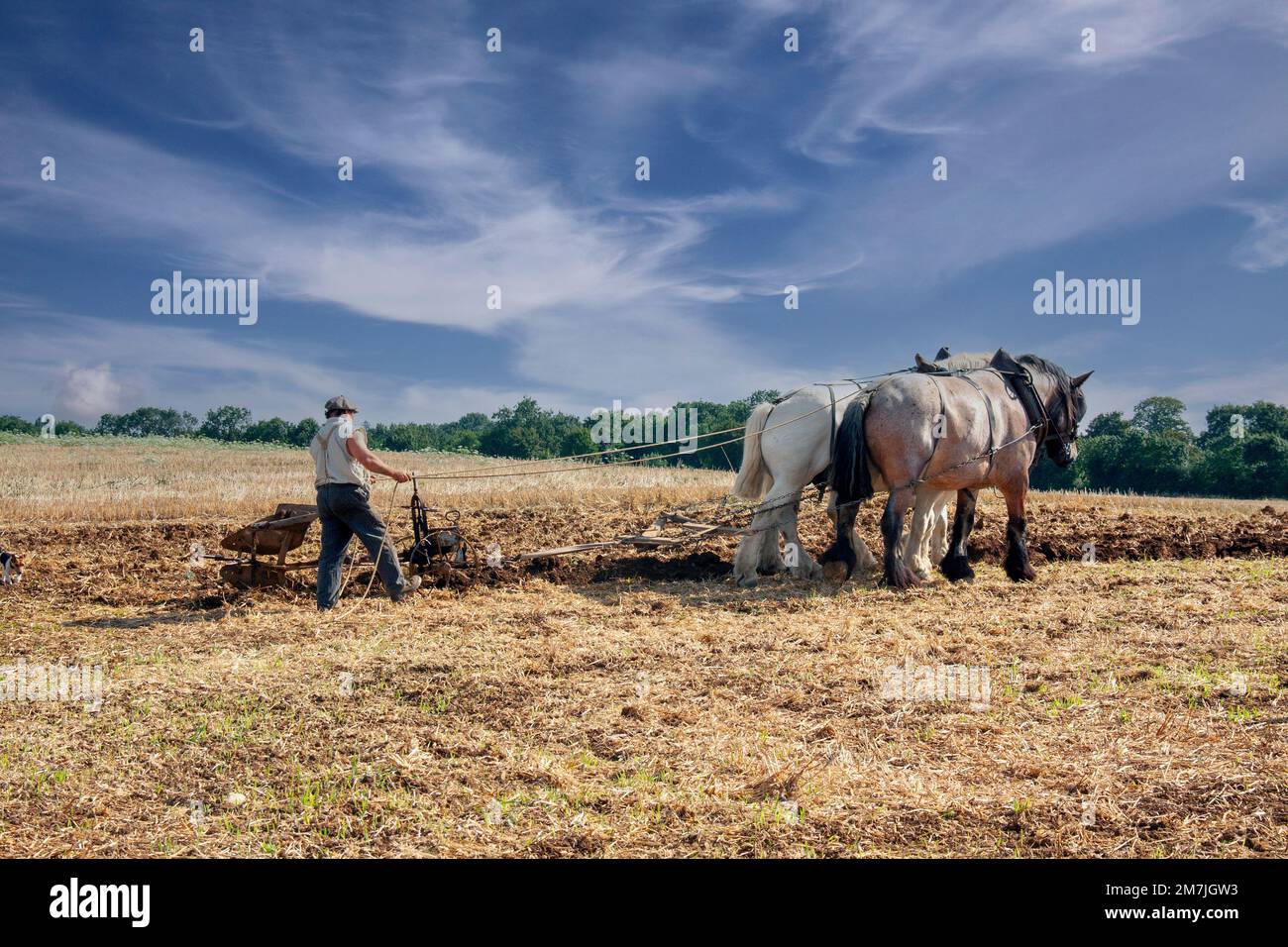 Chevaux percheron aux travaux sous ciel lumineux Banque D'Images