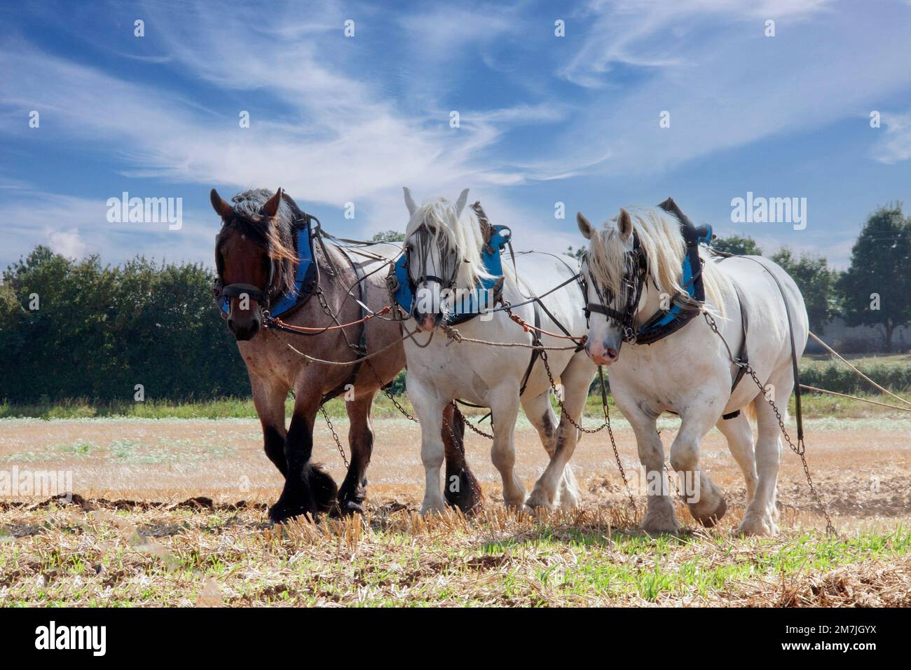 Chevaux percheron harnais pour les travaux Banque D'Images